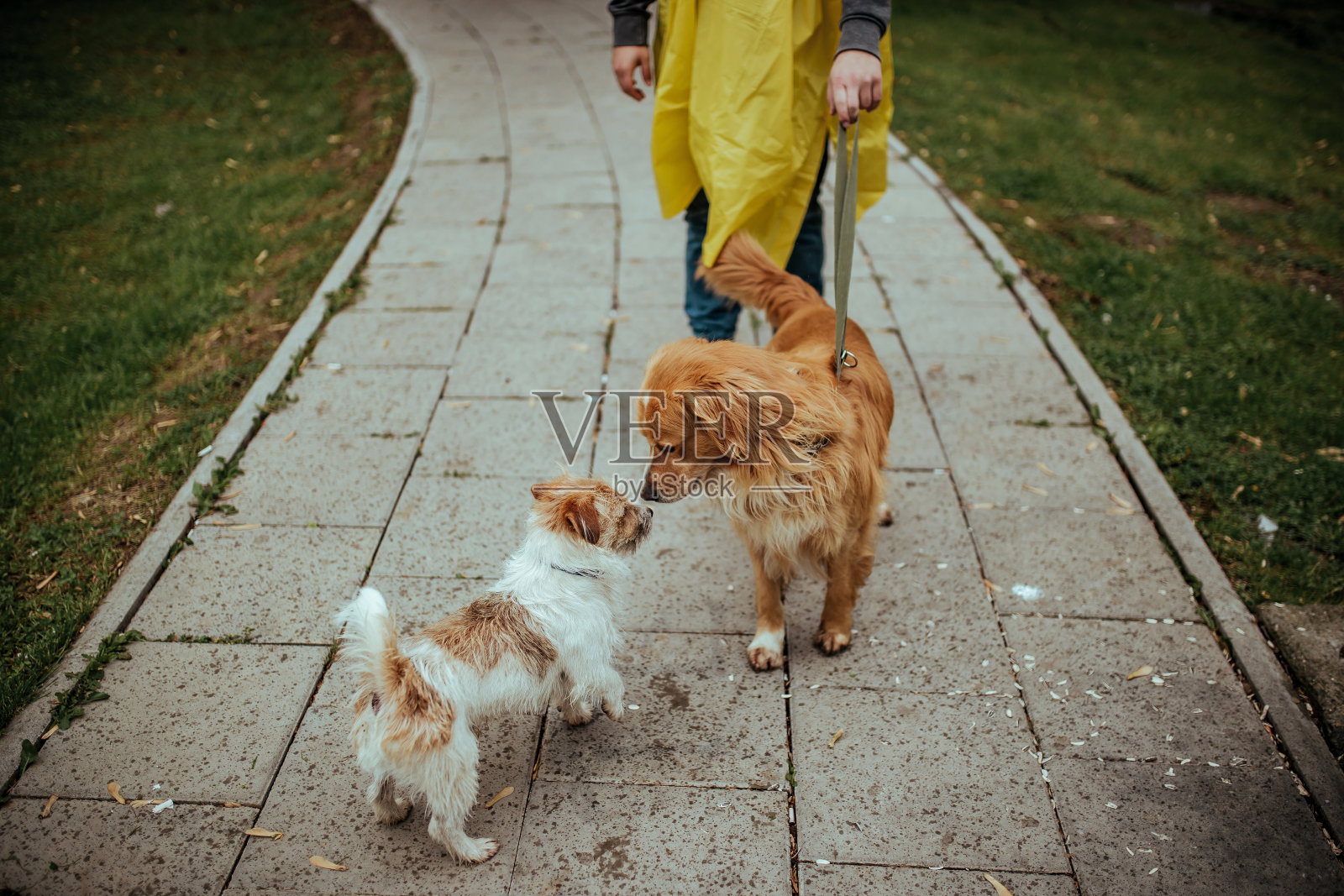 人和狗在公园里照片摄影图片