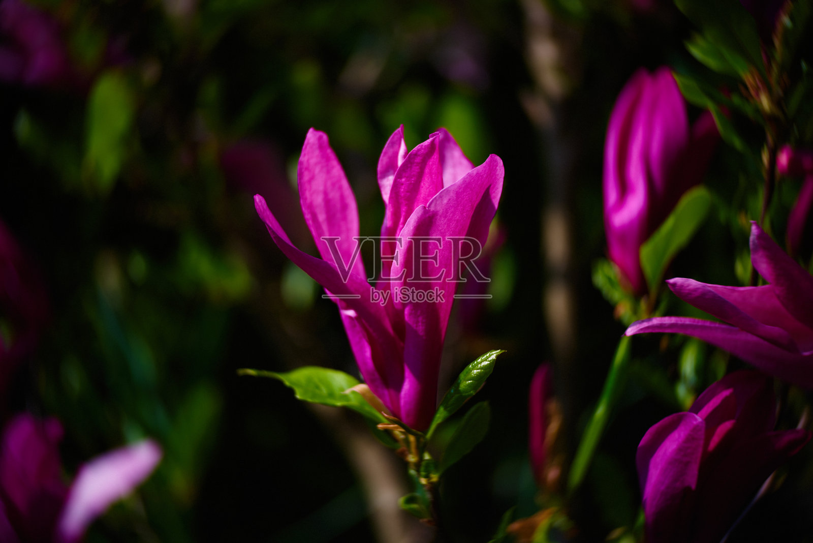 紫色花朵的特写照片摄影图片