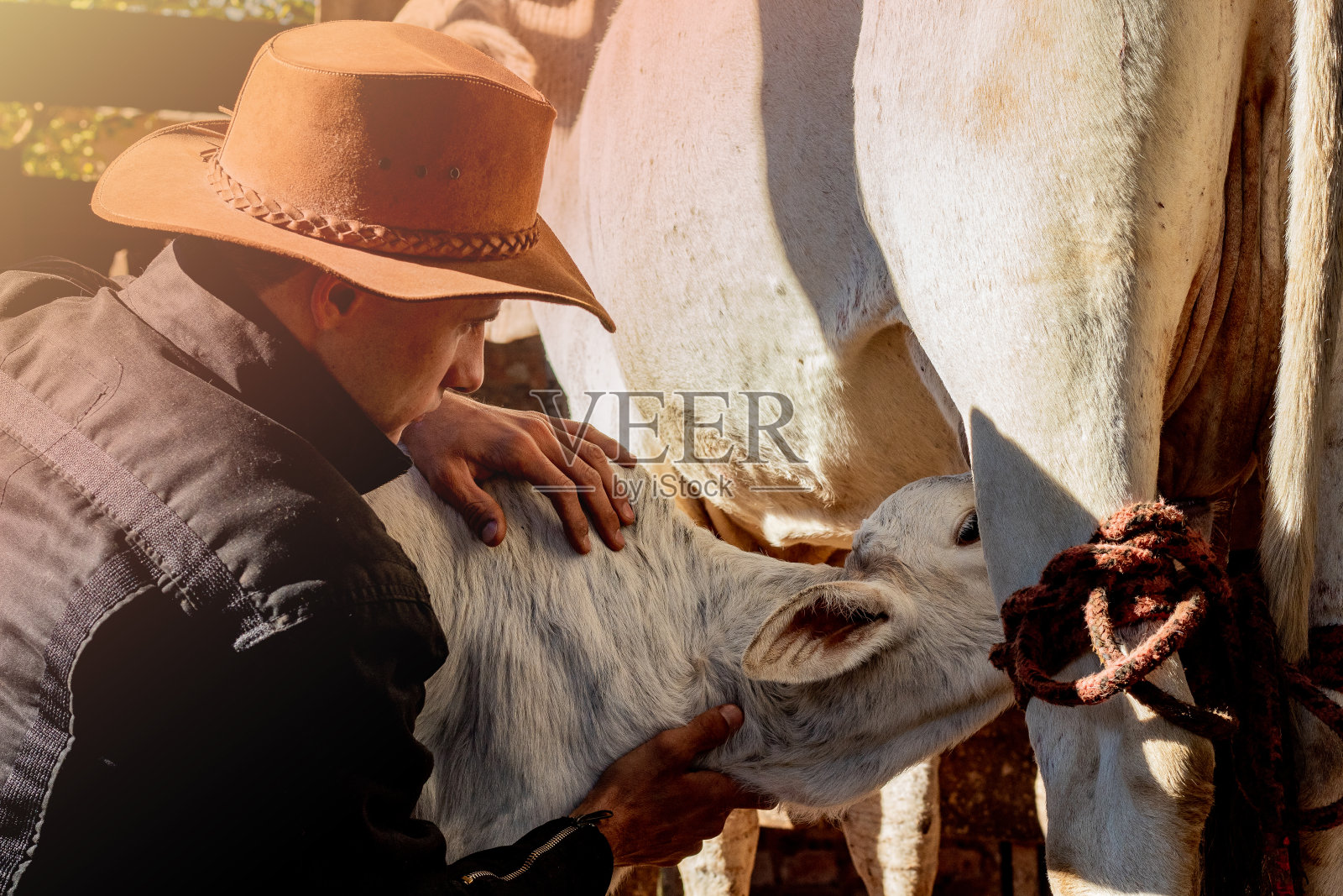 牛郎、奶牛和她的小牛照片摄影图片