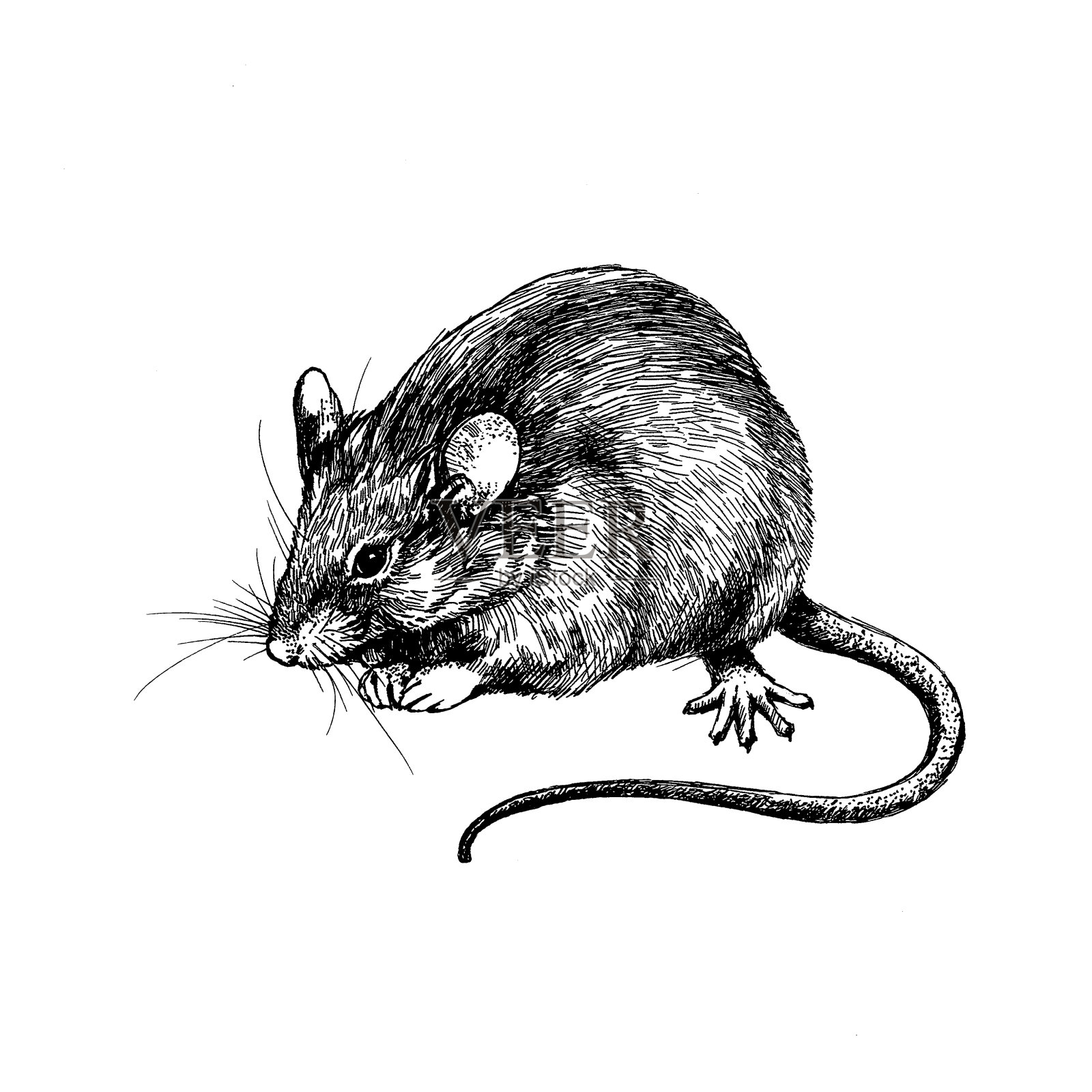 老鼠,老鼠剪贴画插画图片素材