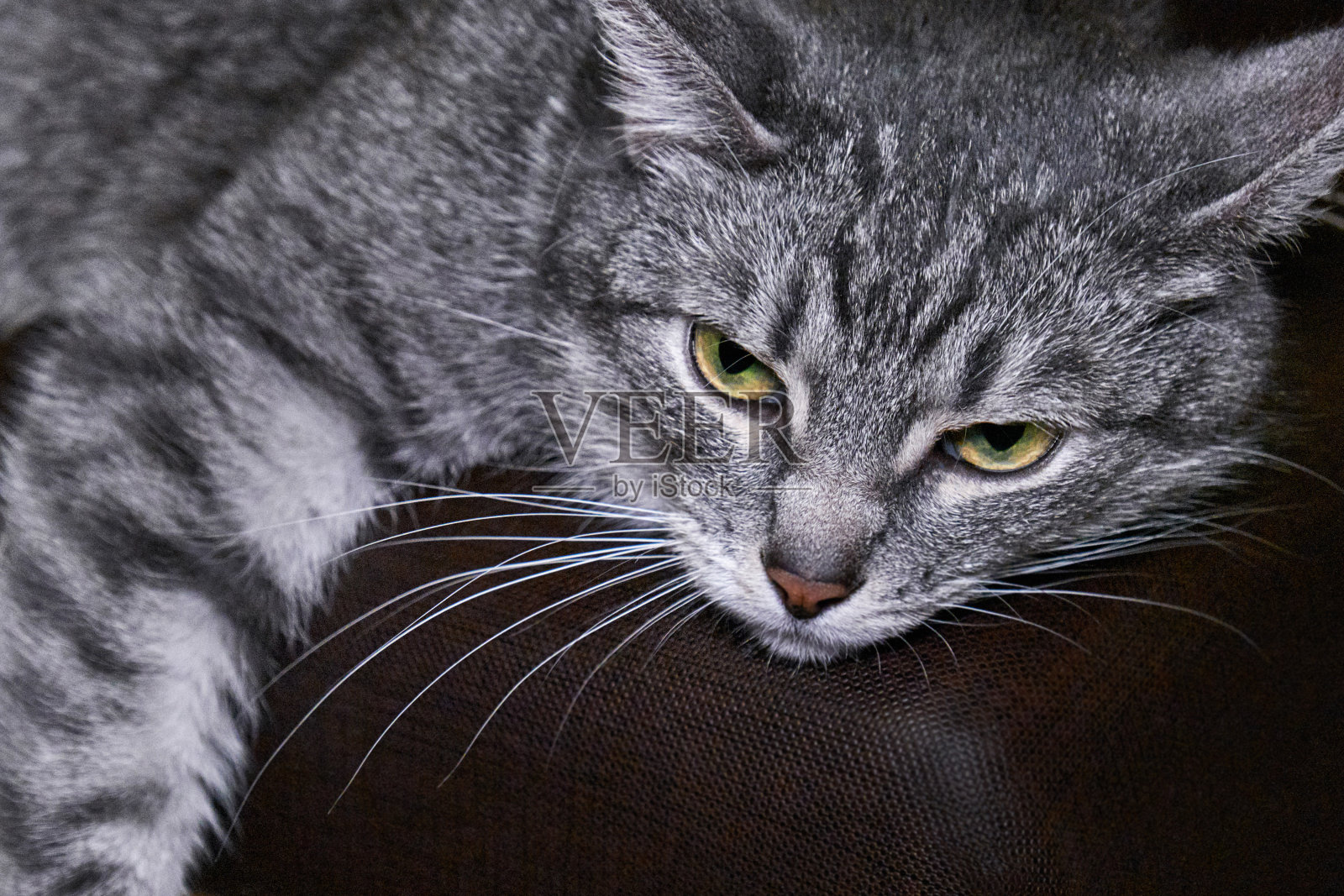 猫累了,躺下了。宠物看起来很伤心。猫晃着爪子,若有所思。忧郁和抑郁的家庭宠物。照片摄影图片