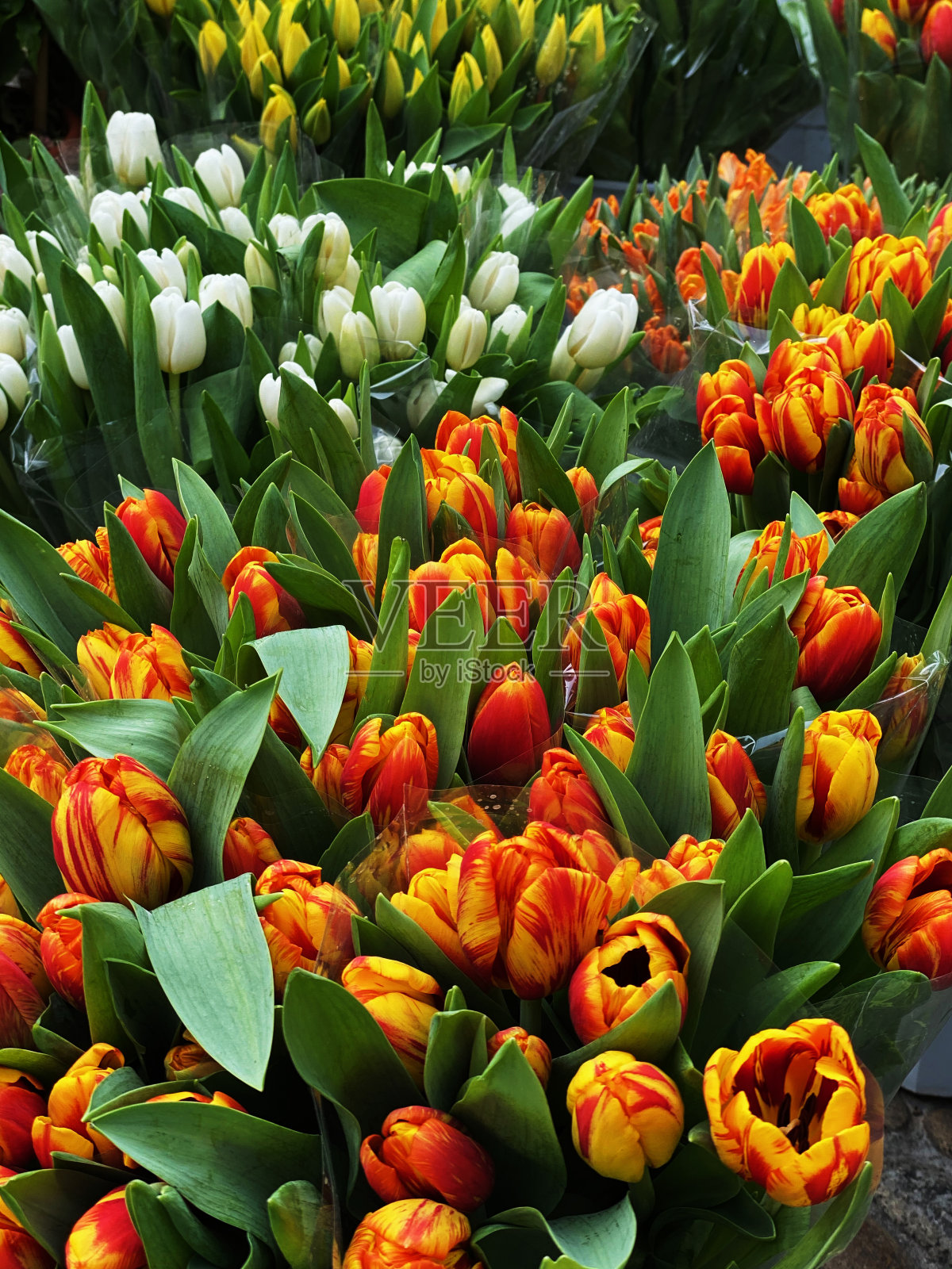 郁金香照片摄影图片