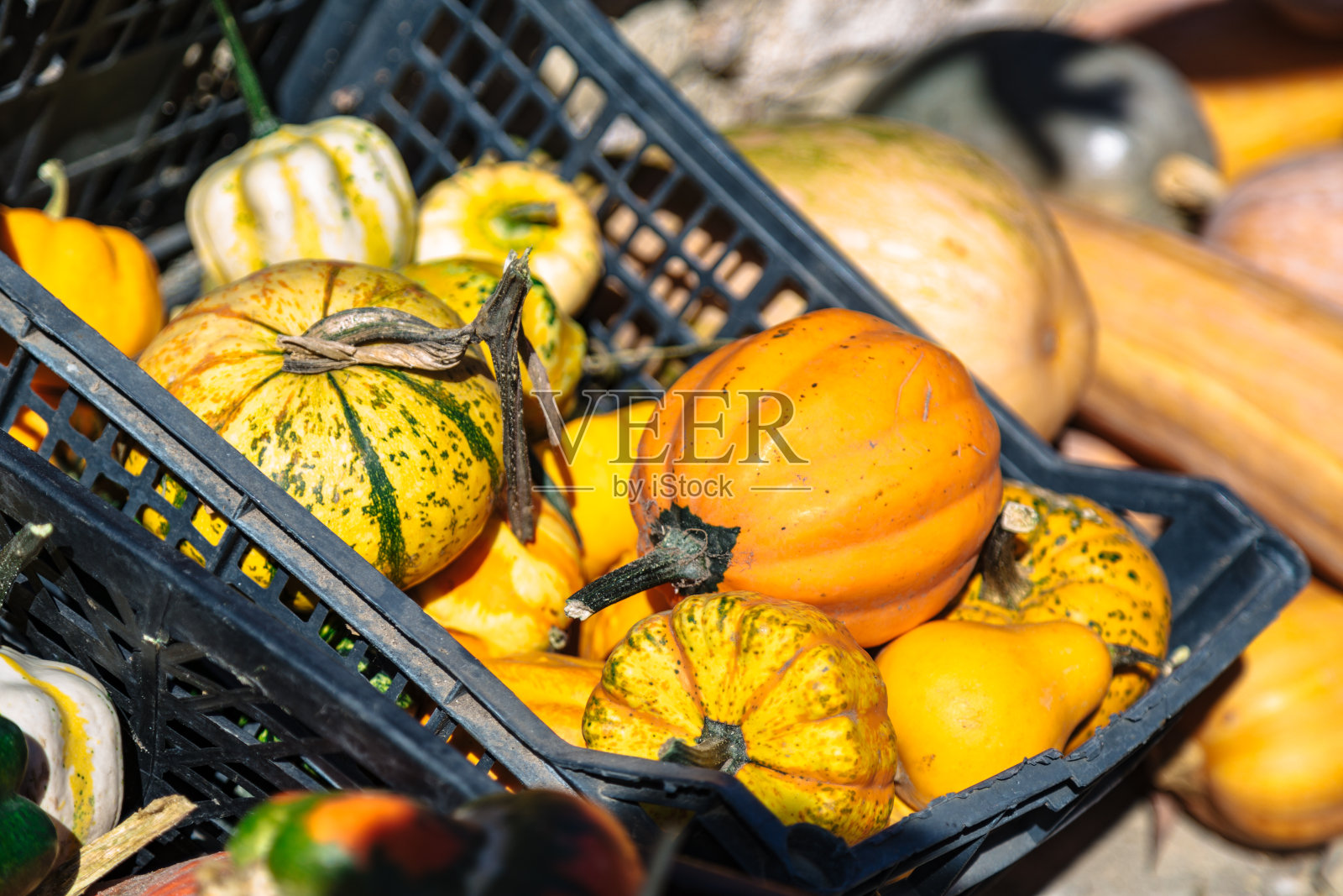 农贸市场上五颜六色的塑料盒子里的南瓜照片摄影图片