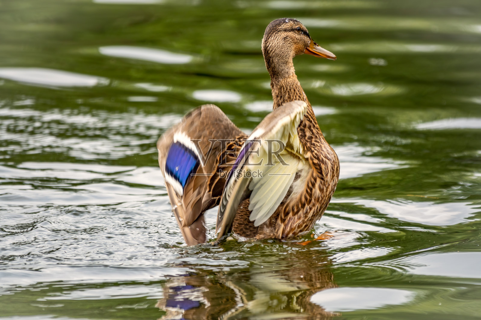 一只鸭子从池塘里起飞,张开翅膀。照片摄影图片