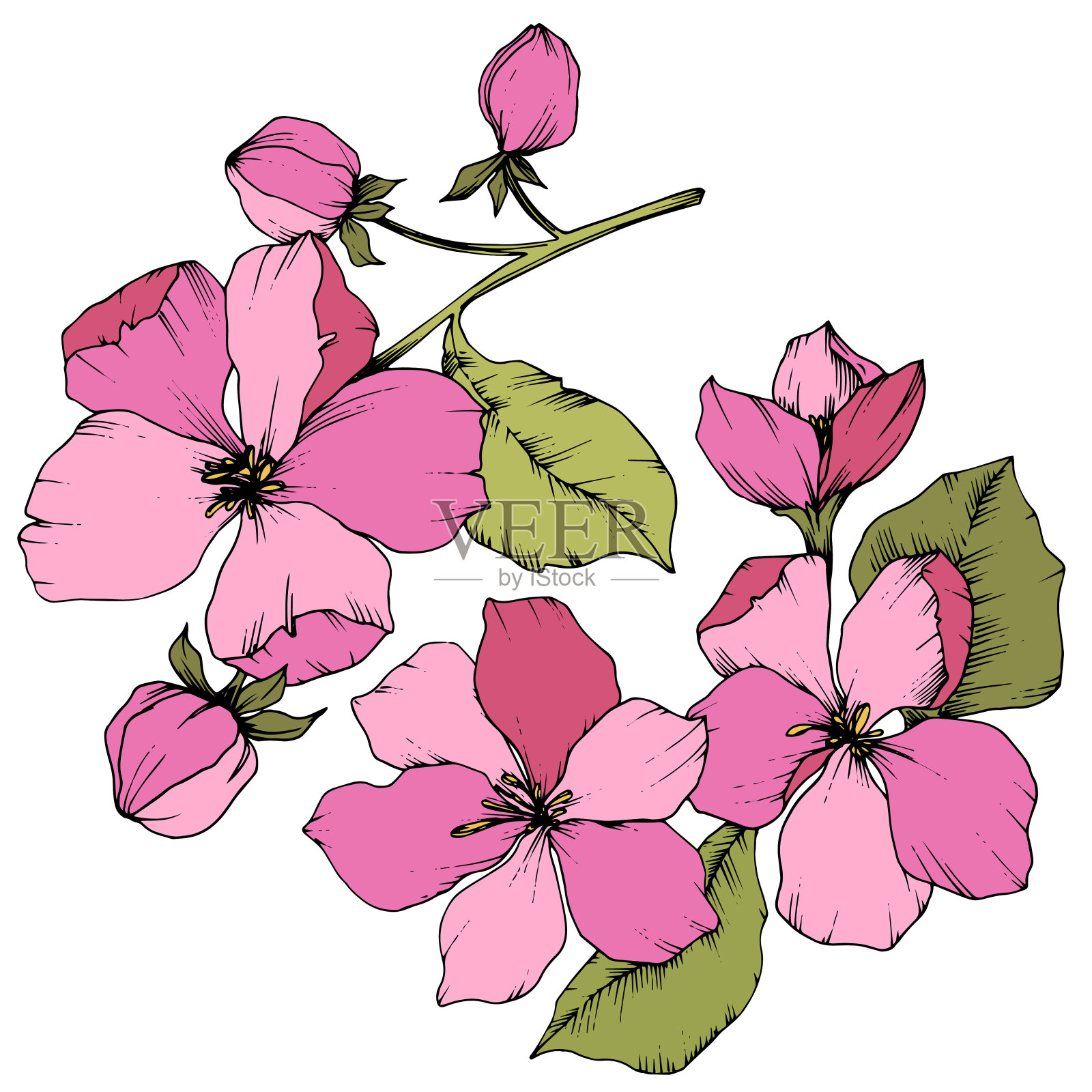 向量苹果花花植物花。粉红色和绿色的雕刻水墨艺术。孤立花插图元素。插画图片素材
