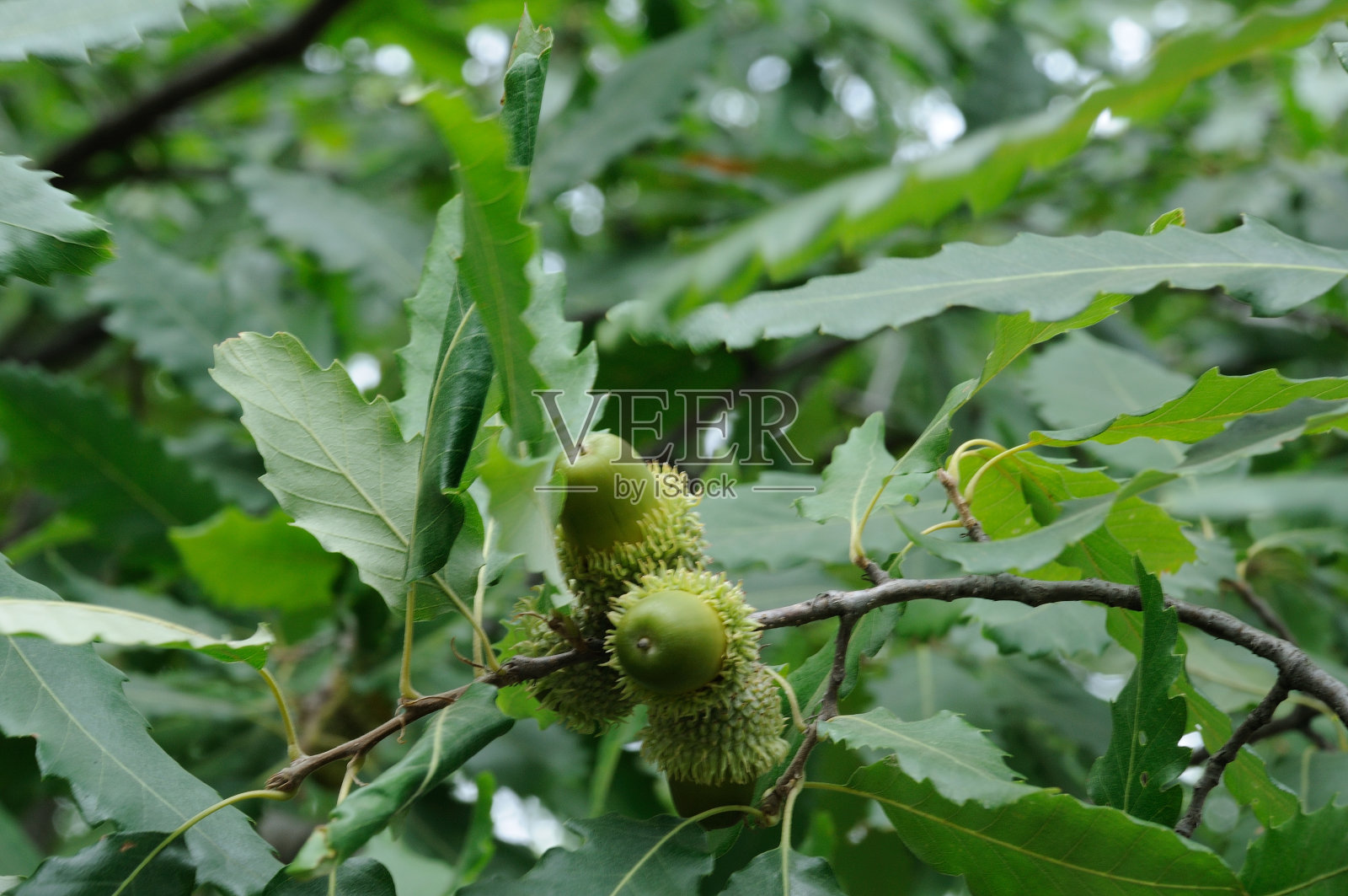 棕色的橡树果实在绿色树叶的背景下照片摄影图片