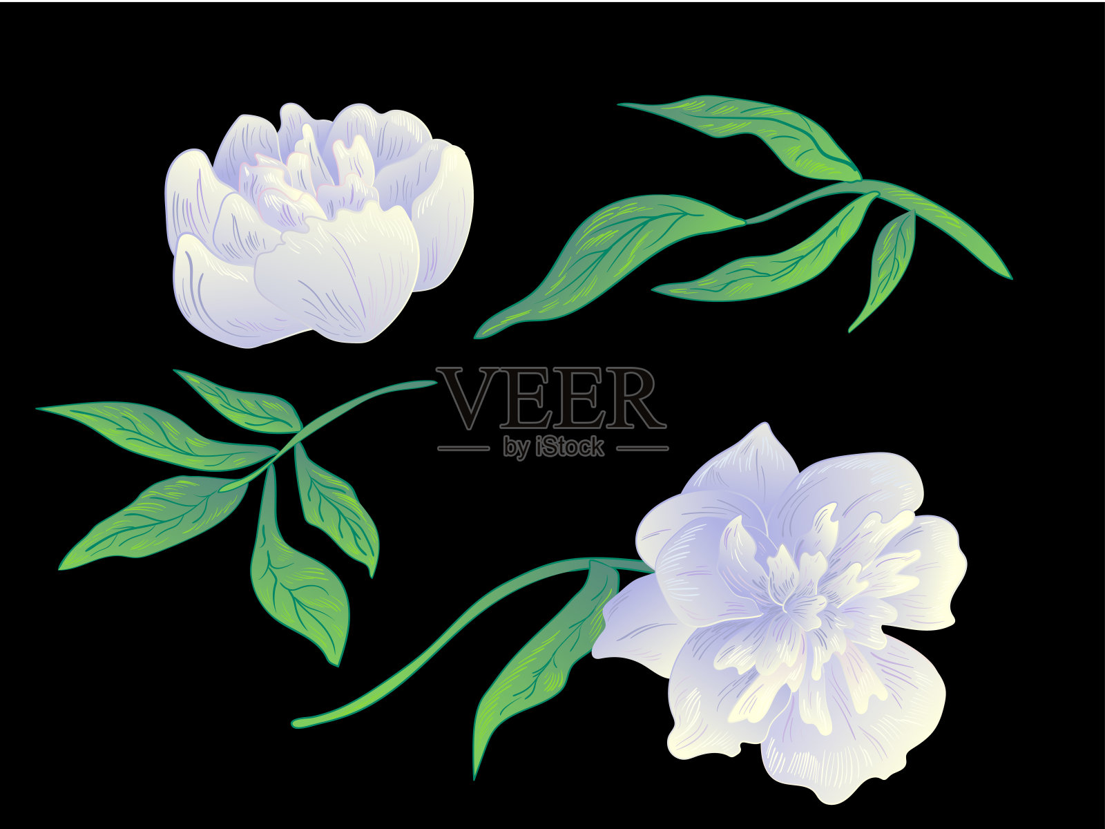 矢白花牡丹植物花。黑白篆刻水墨艺术。孤立牡丹插图元素。插画图片素材