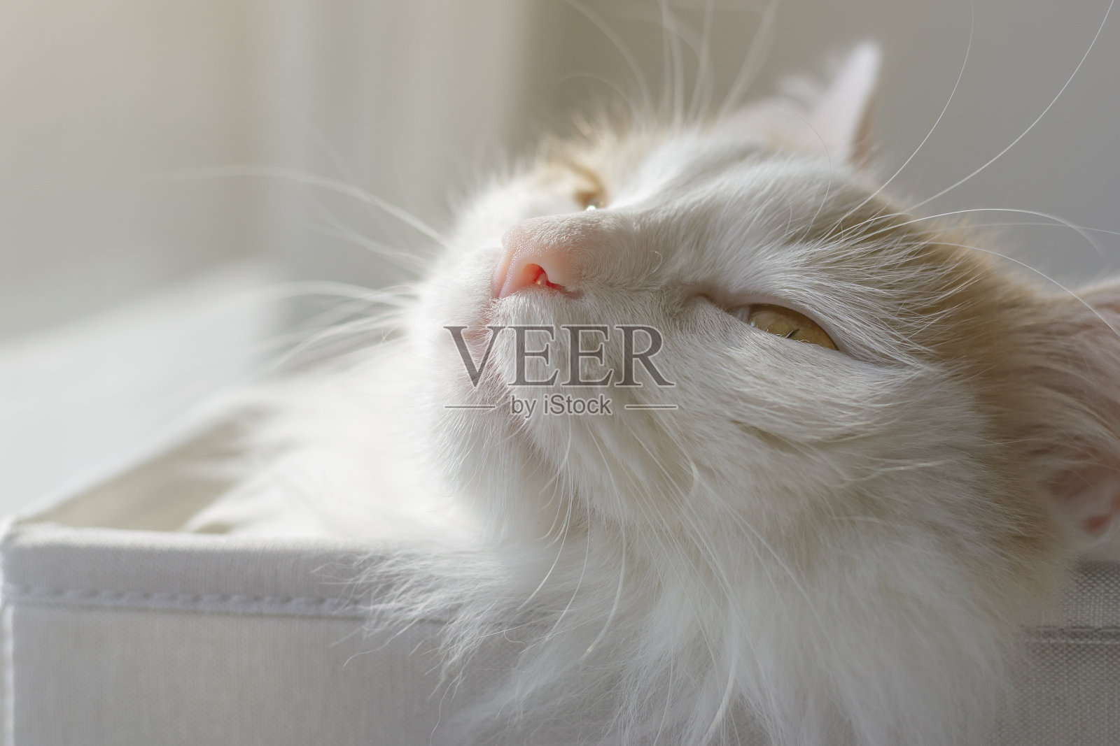 一个美丽的白色米色猫的特写肖像。在阳光下愉快地眯着眼睛照片摄影图片