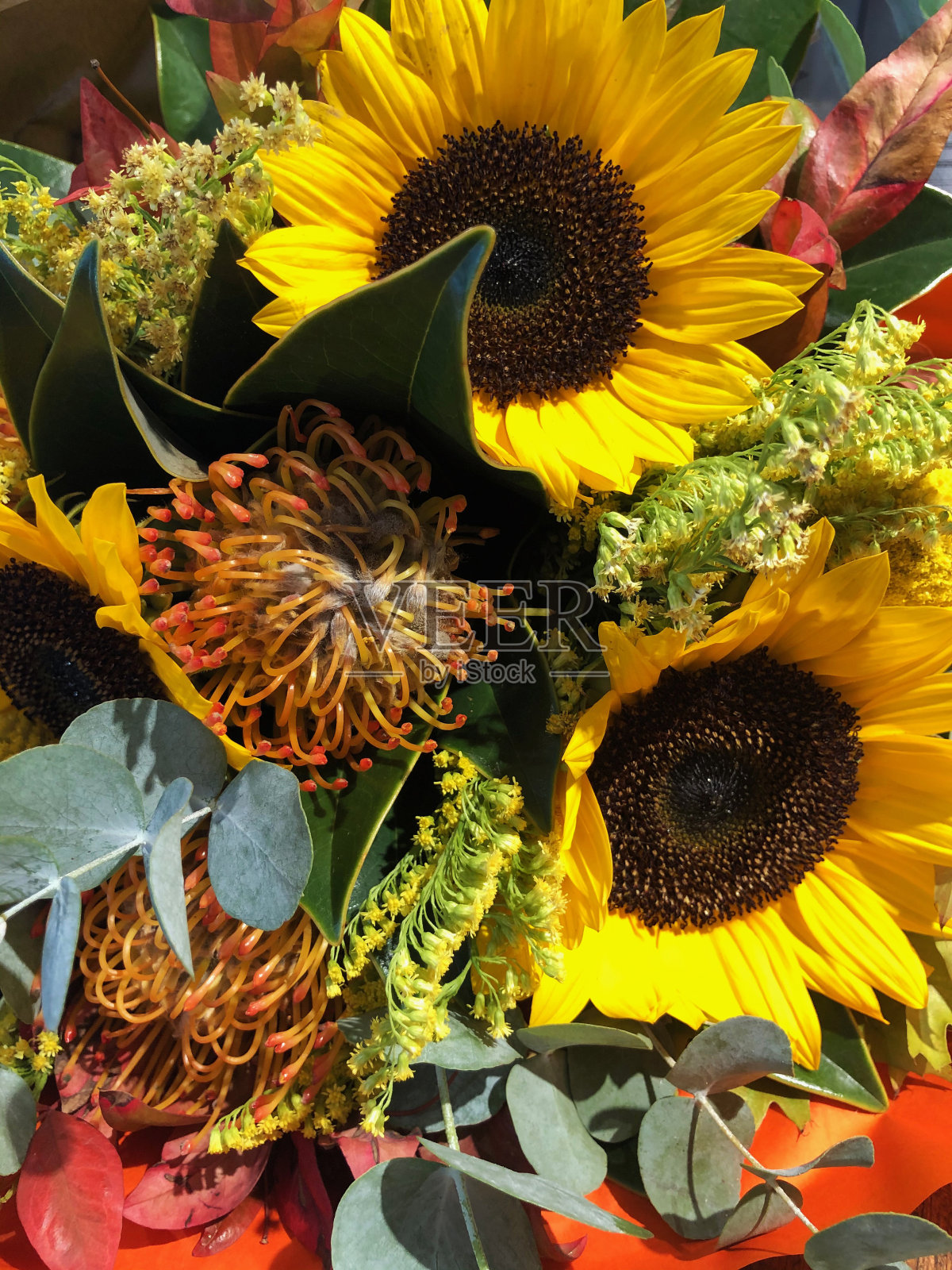 向日葵照片摄影图片