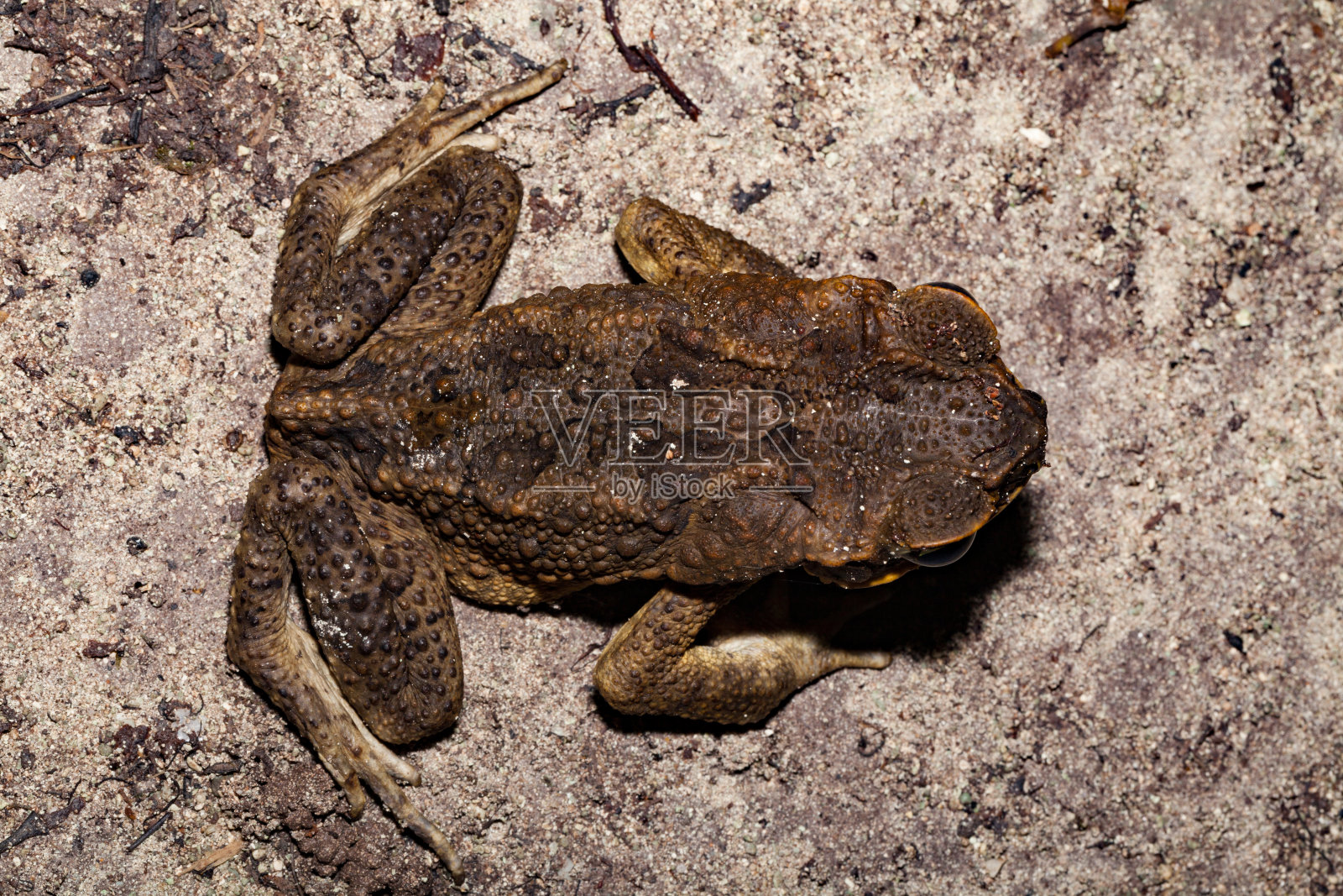 特有种两栖动物背视图,帕劳地蛙,佩利留岛,密克罗尼西亚照片摄影图片