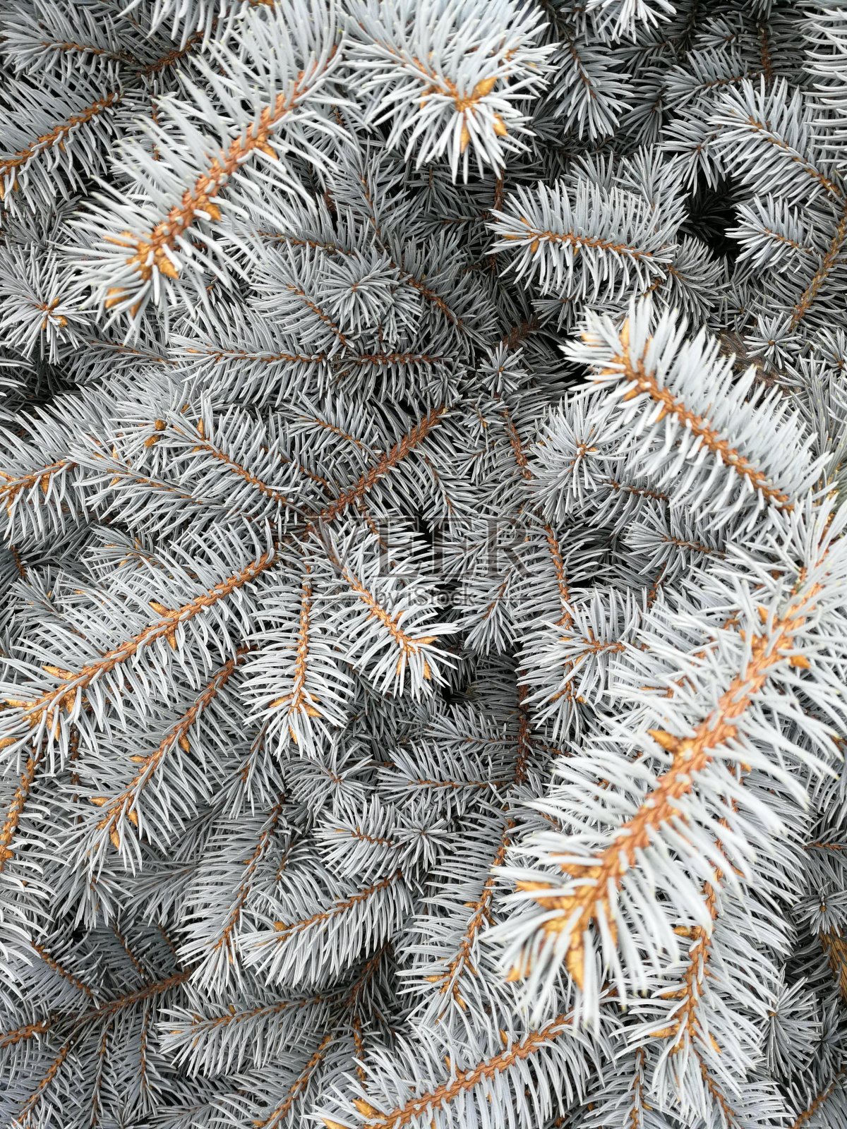 杉树枝头下有雪帽,松树枝头上结霜,霜冻和冬季景观为新年和圣诞节的背景、模板、横幅设计。照片摄影图片