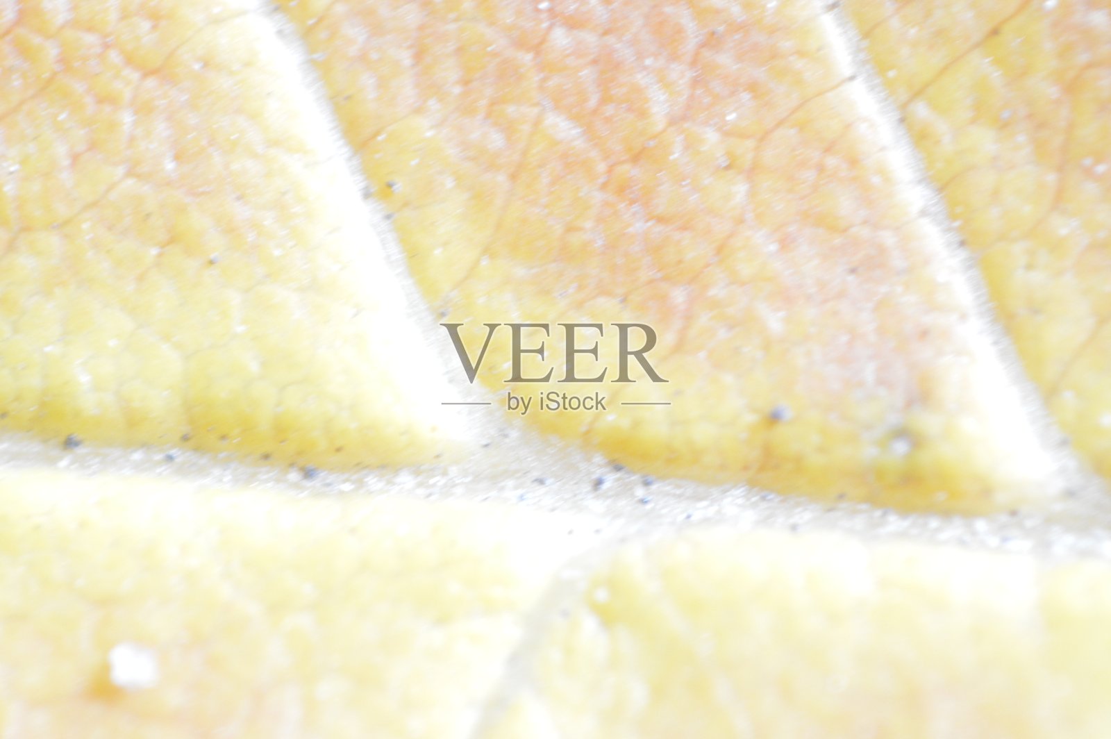 不同颜色的秋叶纹理特写照片摄影图片