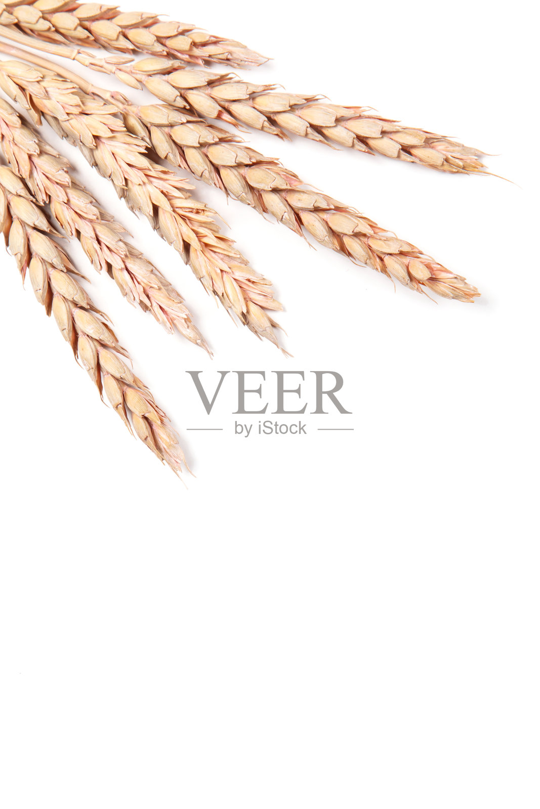 耳朵的小麦照片摄影图片