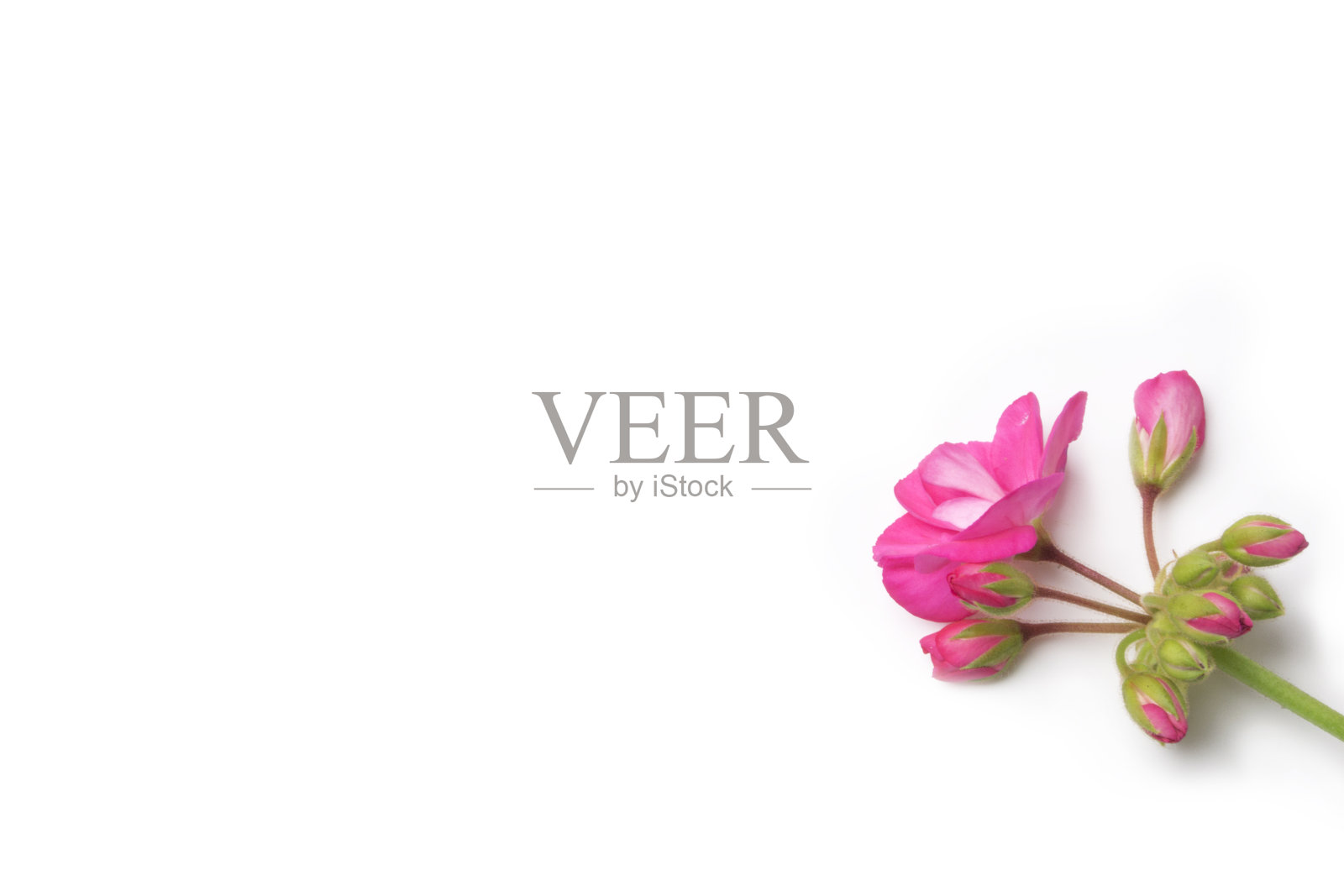 花剪出白色背景照片摄影图片