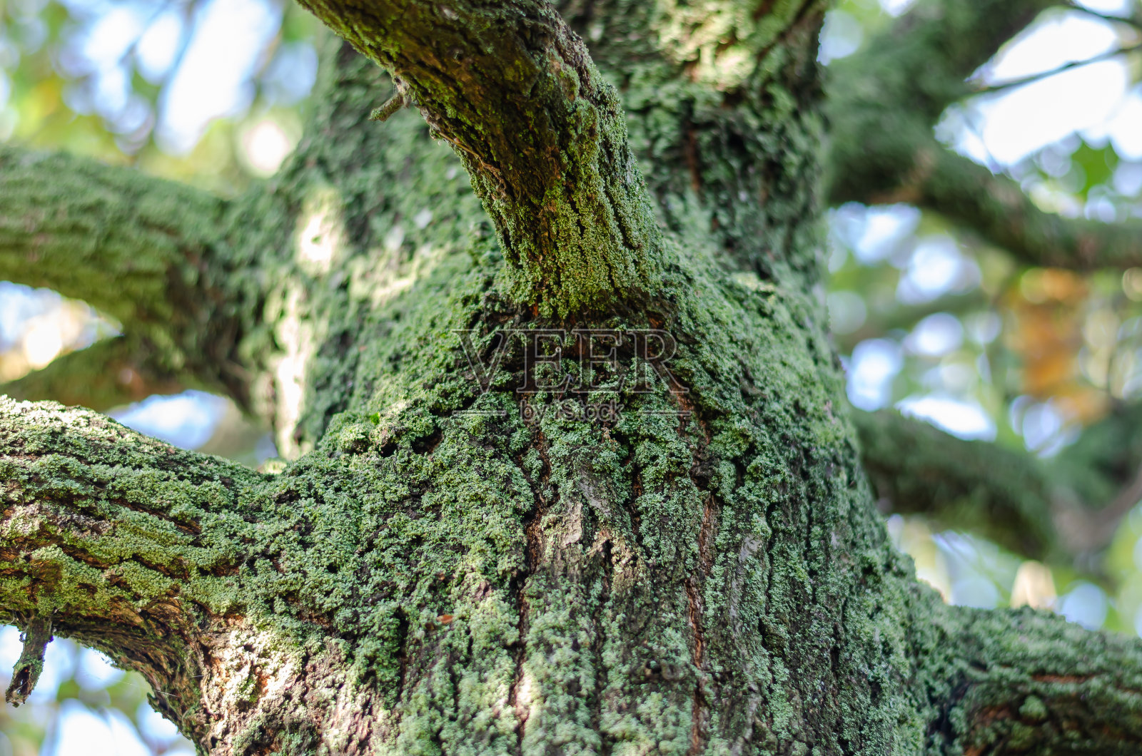 一个覆盖着绿色苔藓的老橡树树干的特写。照片摄影图片