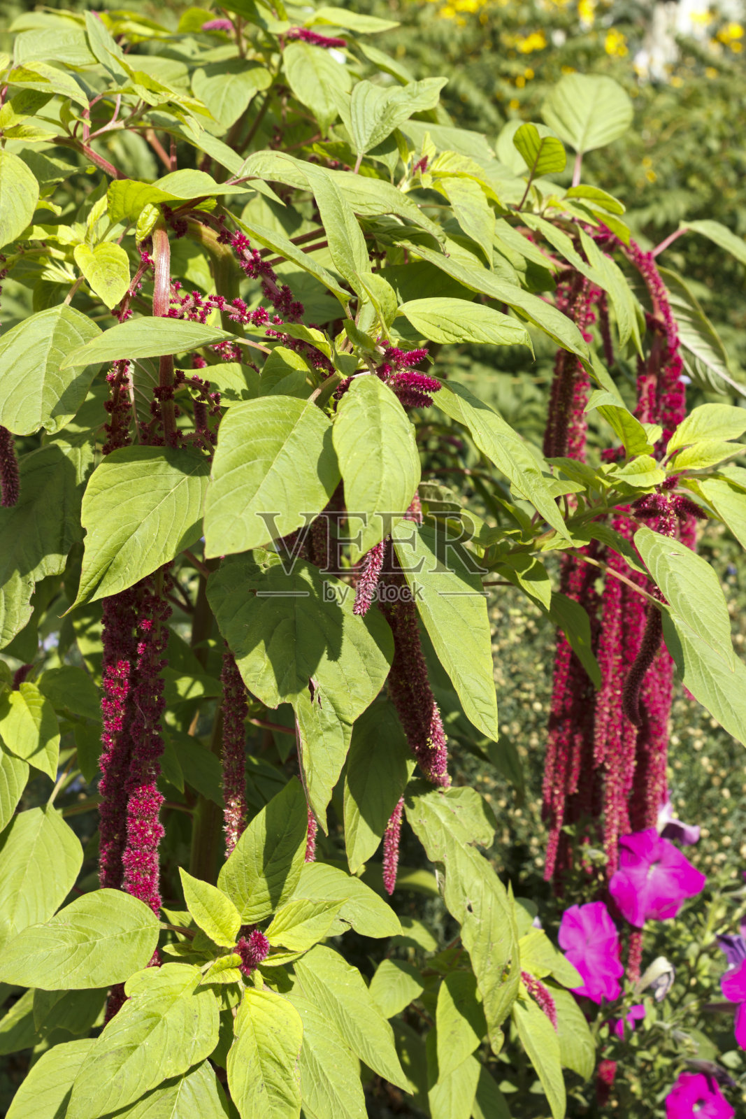 尾苋是一年生植物。照片摄影图片