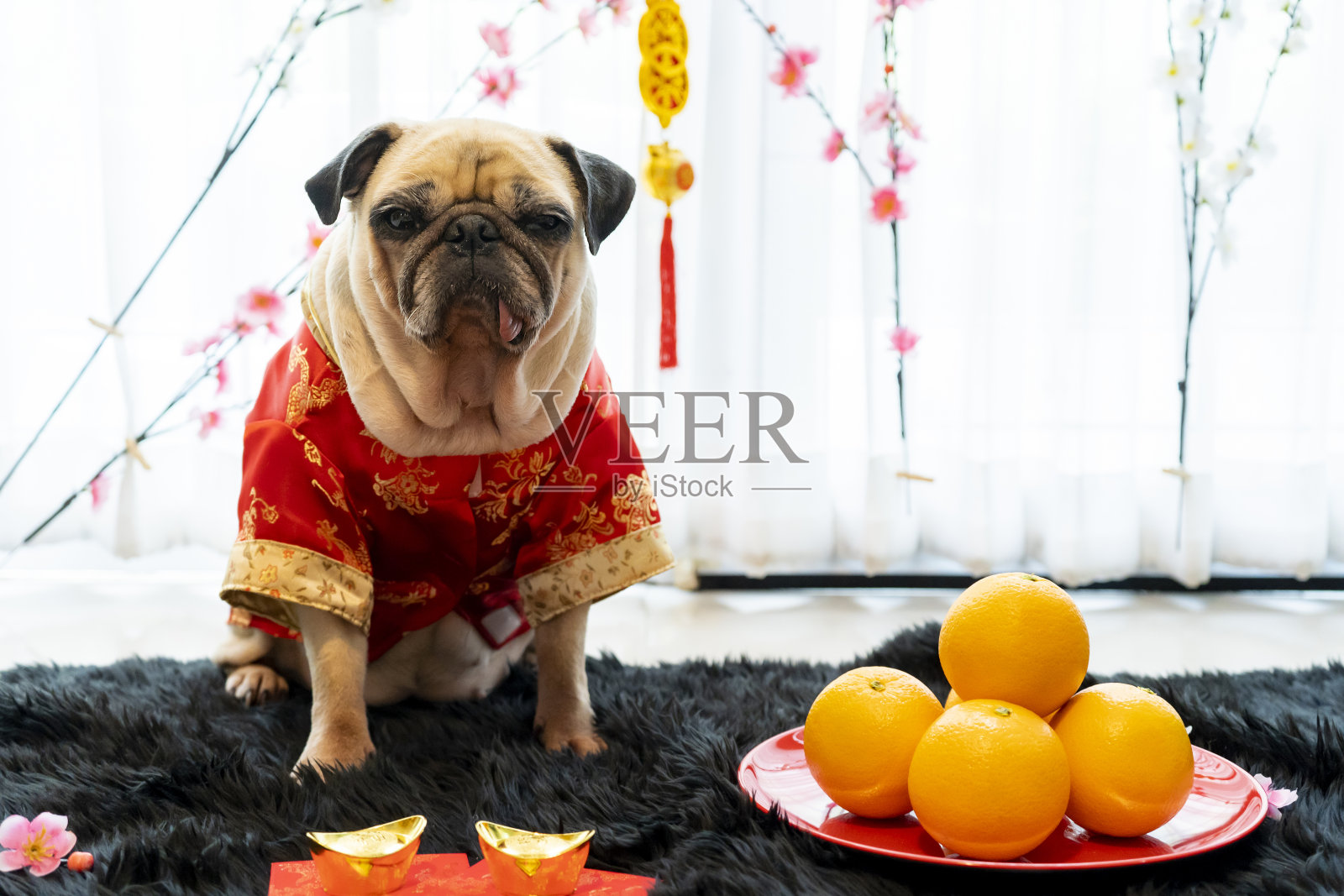 可爱的哈巴狗穿着中国传统服装红色旗袍的肖像。欢迎大家带着橘子和金条欢度2020年中国新年照片摄影图片