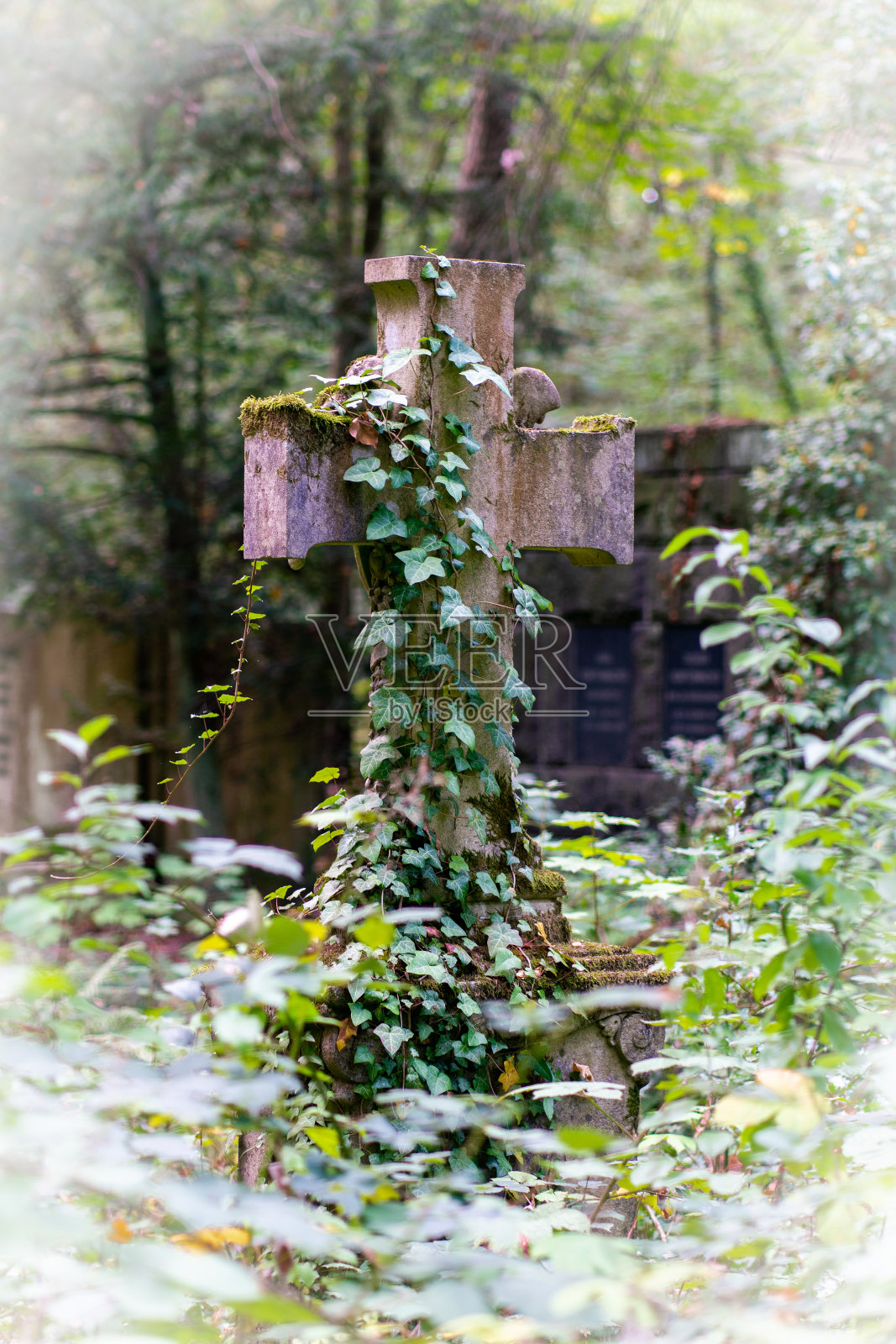 墓地上覆盖着常春藤的石制十字纪念碑照片摄影图片