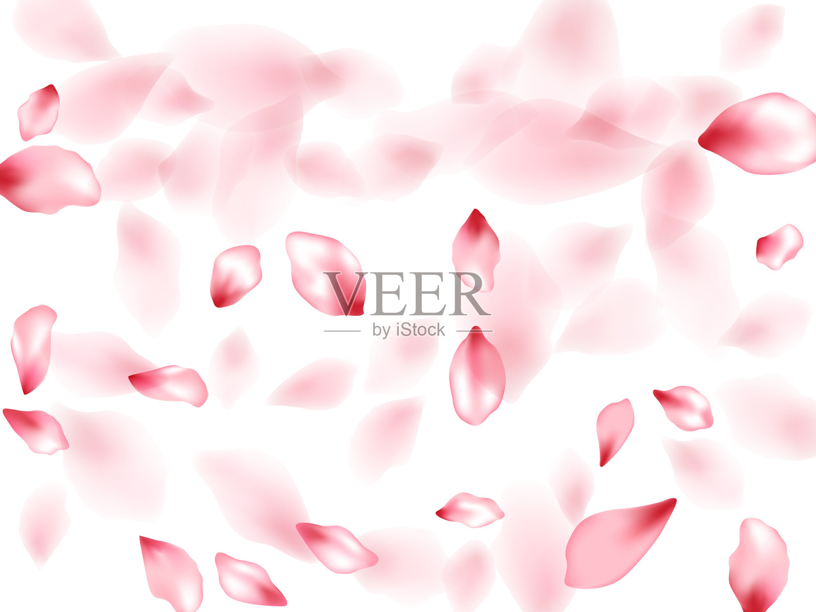 粉红色樱花飞花瓣孤立在白色矢量背景。插画图片素材