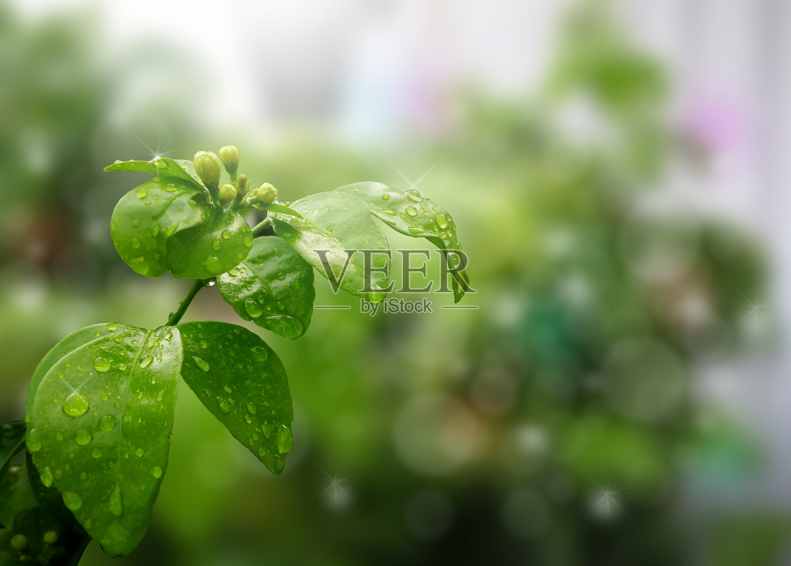 安达曼缎木,黄杨树,化妆品树皮树,橙色茉莉,橙色茉莉,缎木和模糊的背景与阳光。雨后水滴在树叶上。照片摄影图片