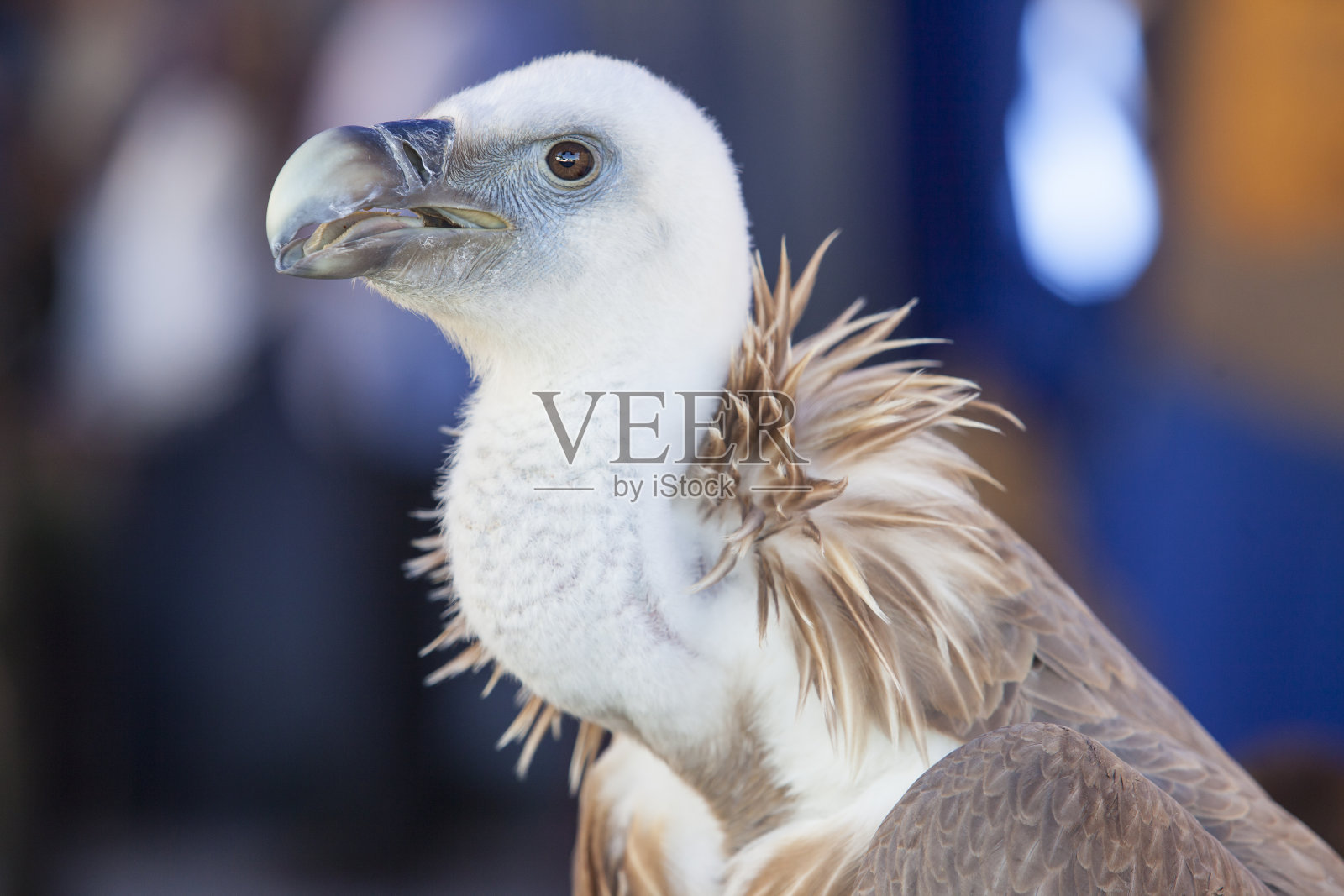 兀鹫或黄顶鹫栖息照片摄影图片