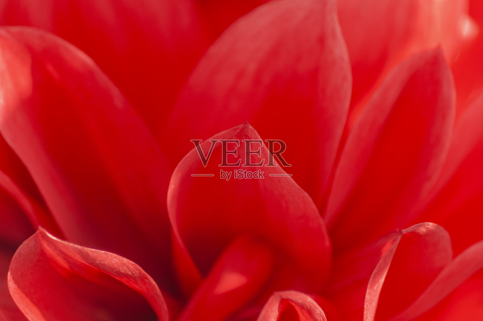 大丽花粉红色花瓣的微距照片照片摄影图片