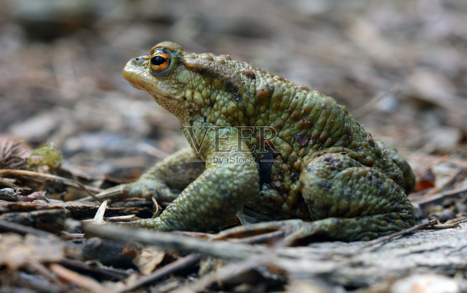 蟾蜍(Bufo Bufo)是一种原产于欧洲沙漠和荒野地区的青蛙照片摄影图片