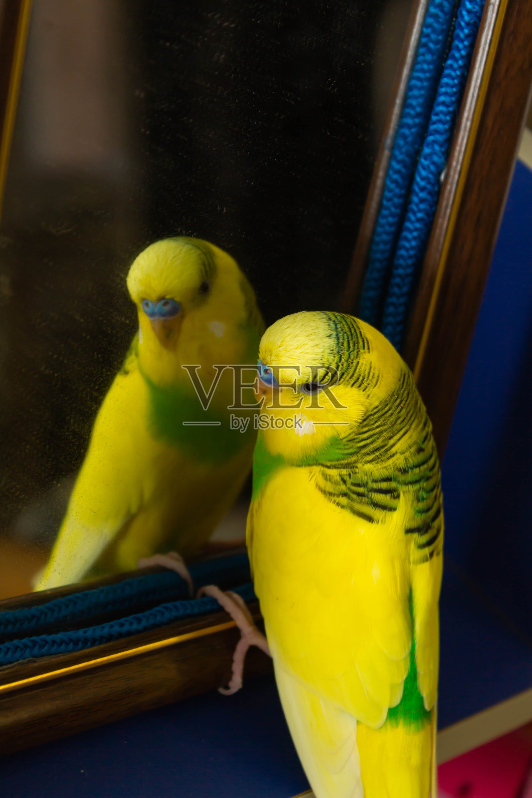 黄绿色的小鹦鹉。照镜子。照片摄影图片