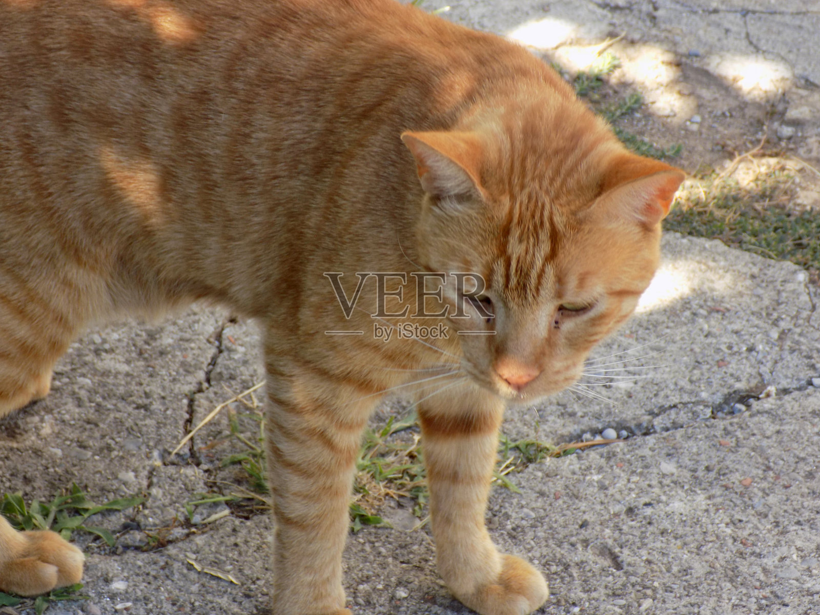漂亮的橙色条纹猫在花园里狩猎照片摄影图片