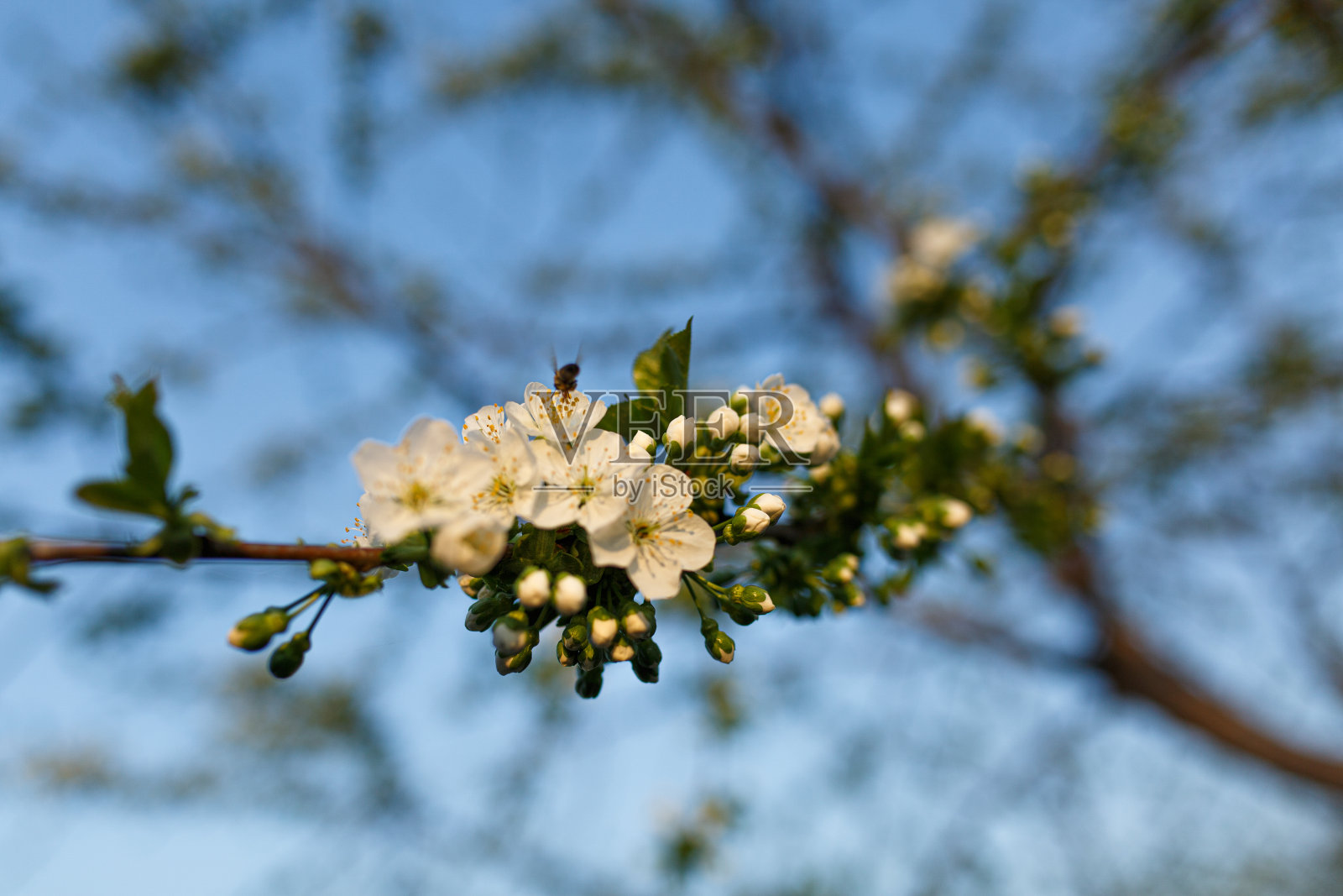 开花的樱桃,春天第一棵开花的树照片摄影图片