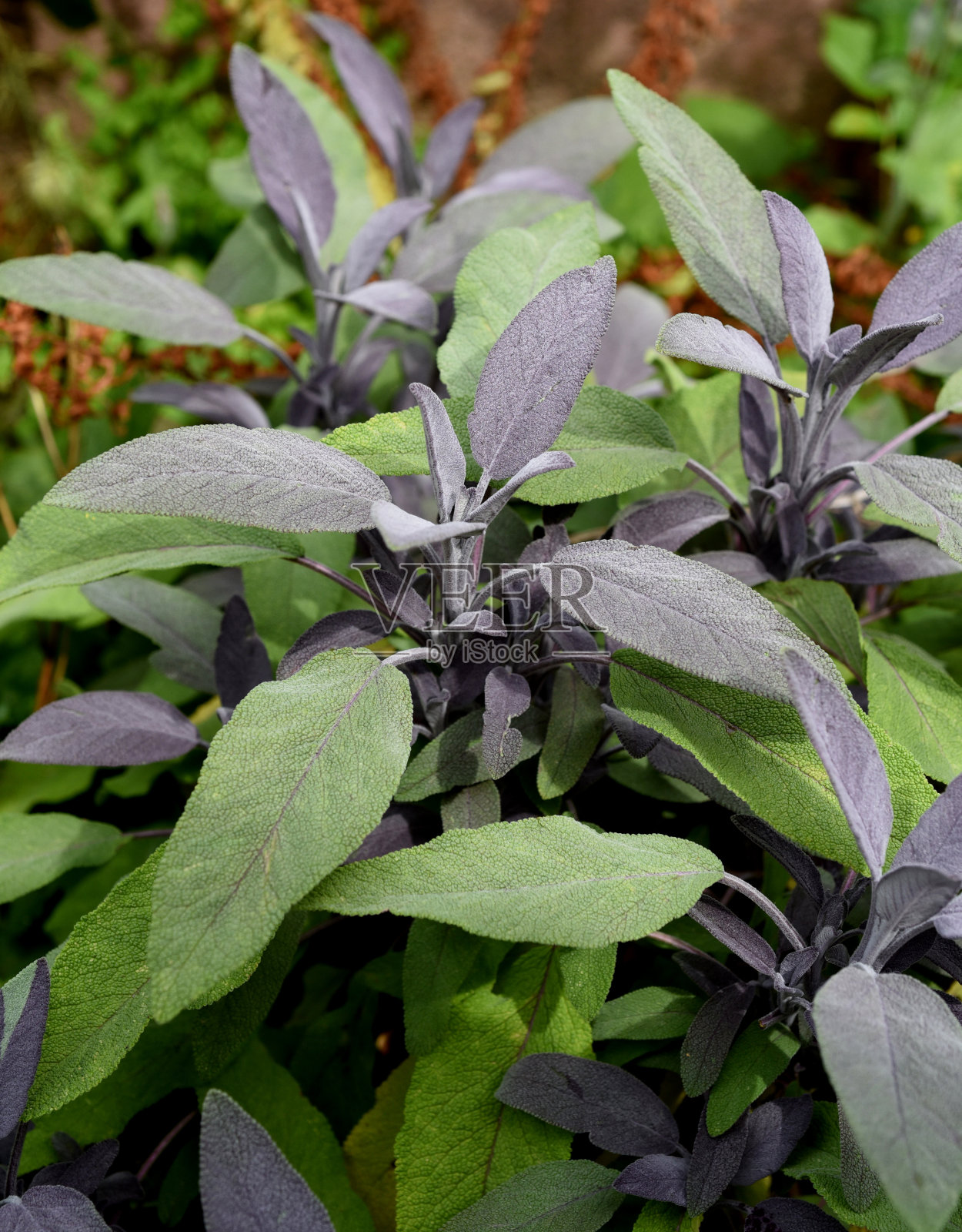 紫鼠尾草,紫癜,鼠尾草,officinalis照片摄影图片