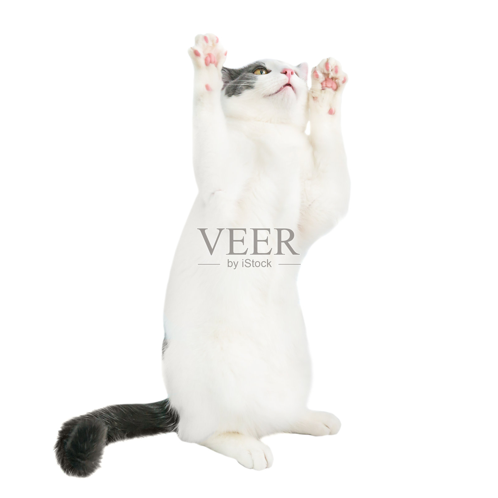 黑色尾巴的白色幼猫照片摄影图片