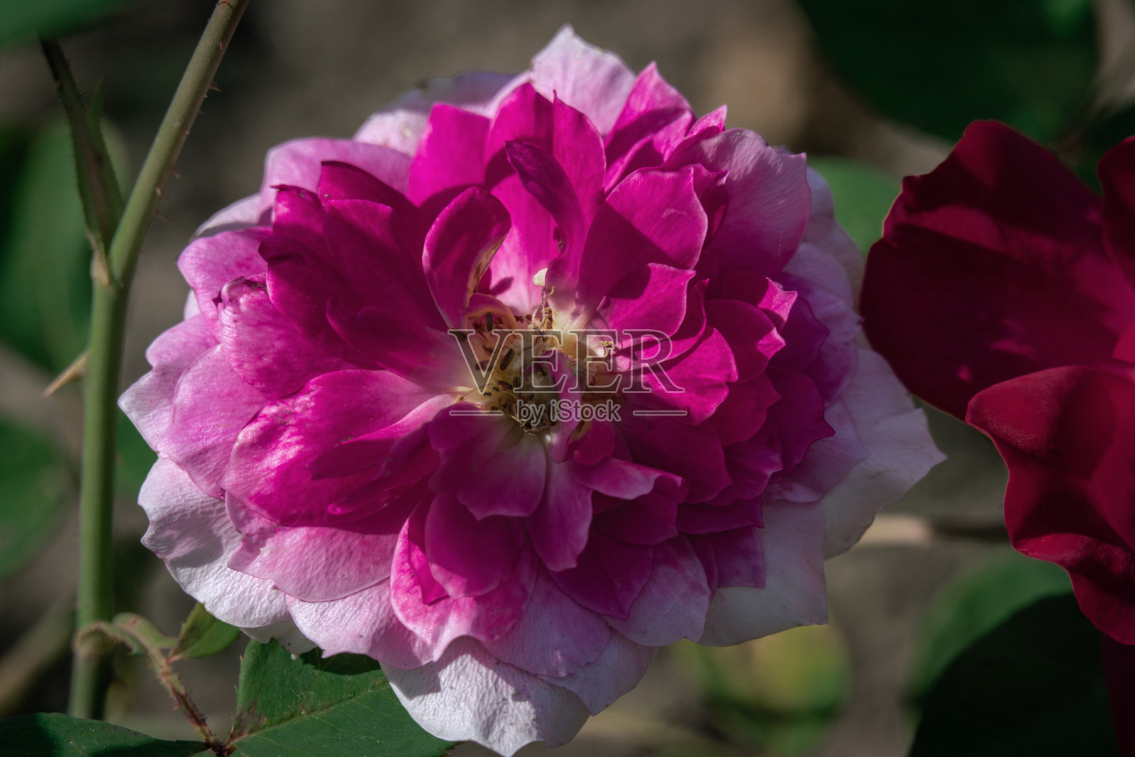彩色近距离的粉红色和白色的索菲斯玫瑰在明亮的阳光照片摄影图片