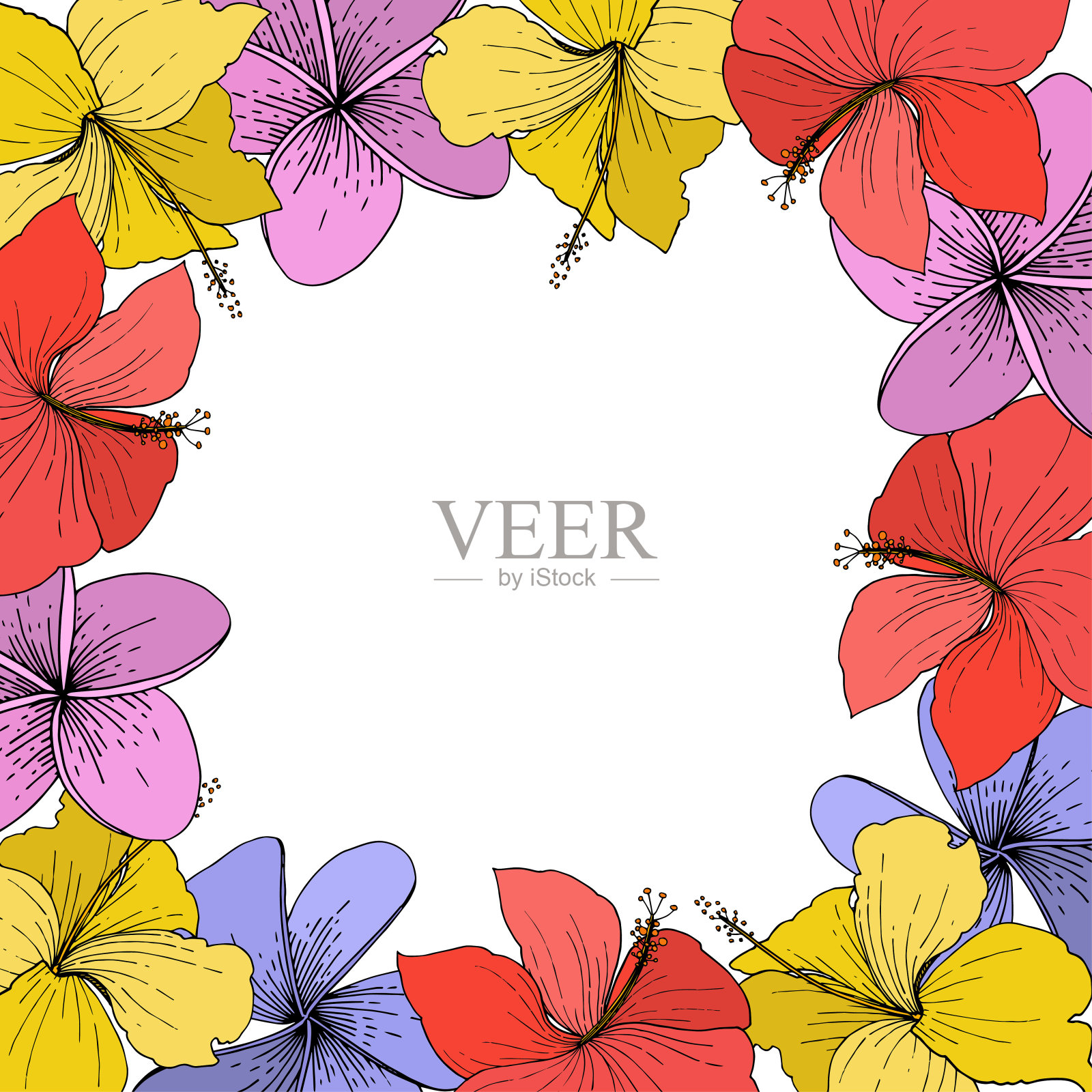 载体芙蓉花热带花卉。在白色背景上雕刻的水墨艺术。边框装饰方形。插画图片素材