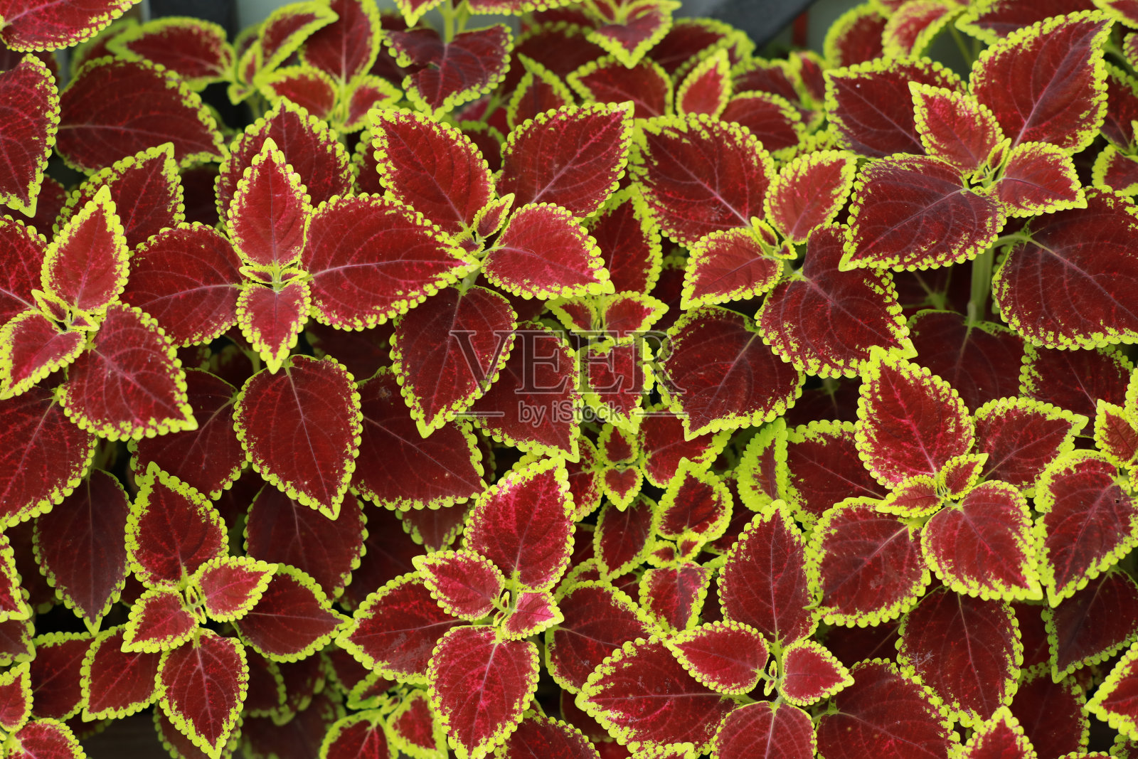 五彩苏的红绿叶照片摄影图片