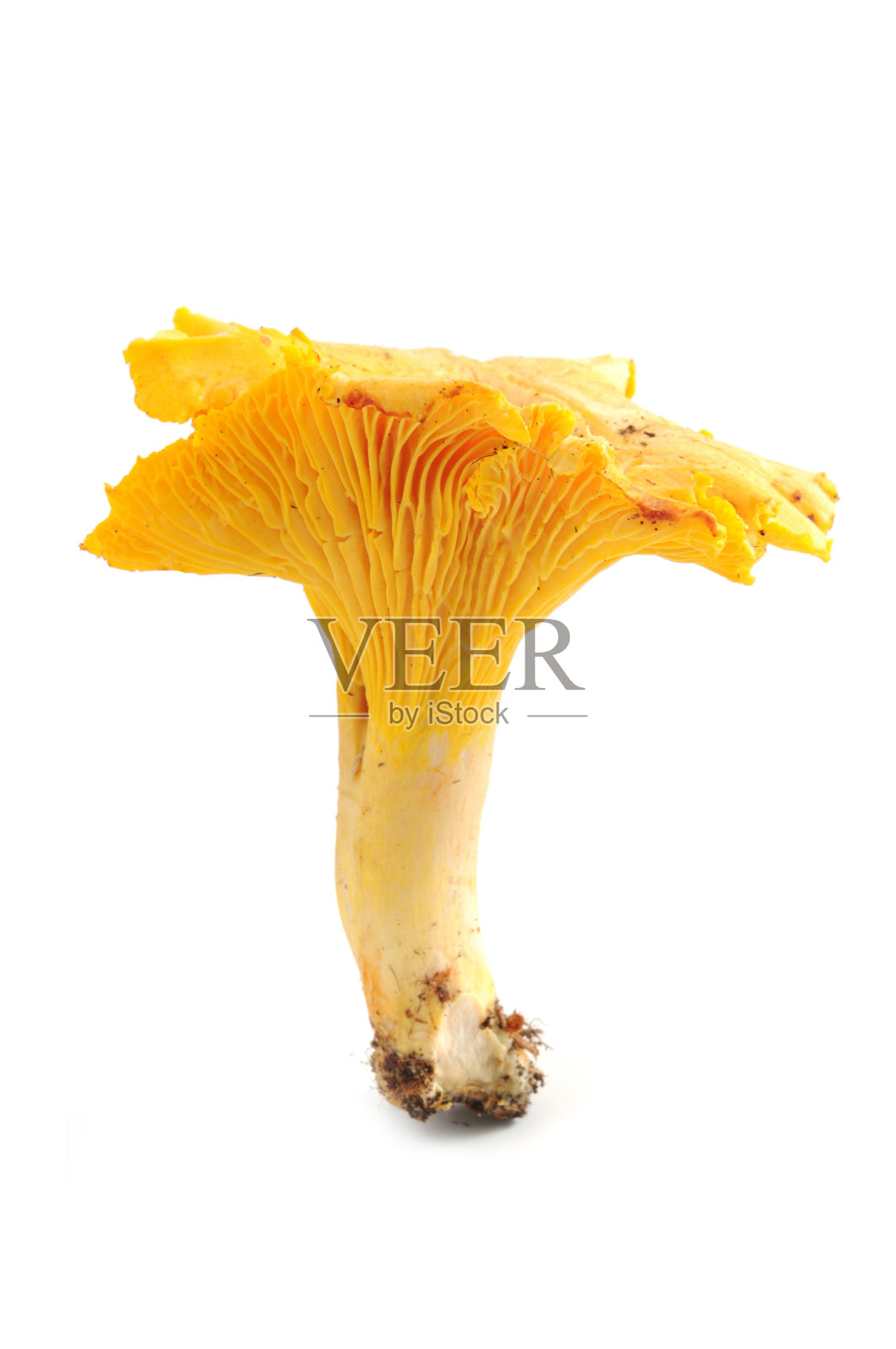 金色鸡油菌在孤立的背景照片摄影图片