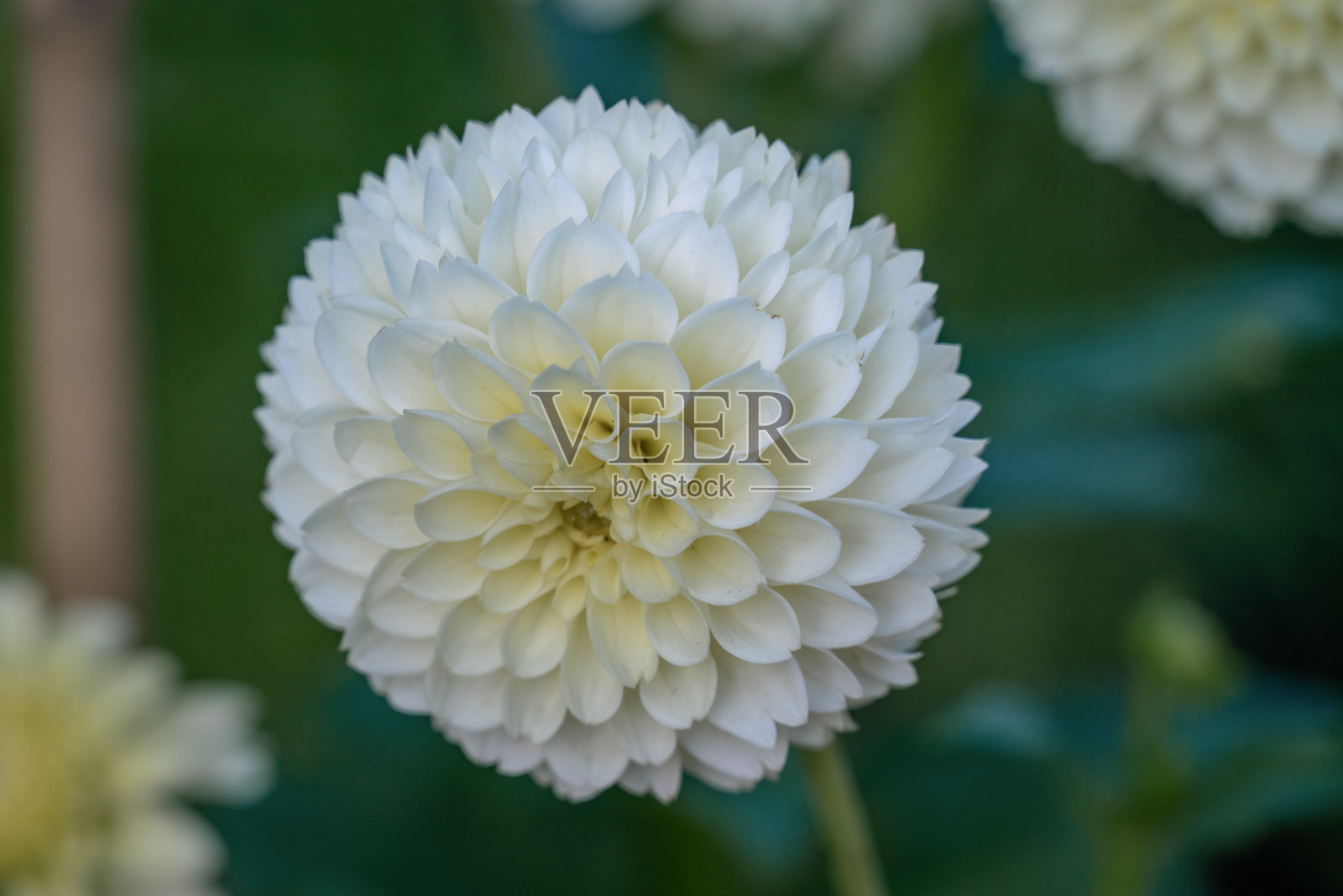 一个美丽的白色球香橼大丽花的详细特写照片摄影图片