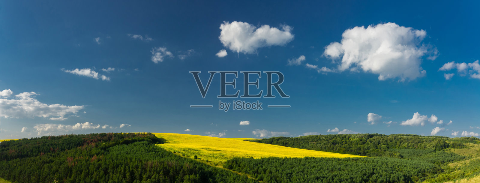 在蓝天白云的背景上看一场向日葵照片摄影图片