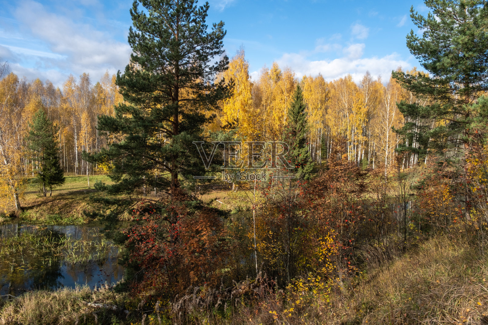 一条小河和秋天的森林,黄桦的叶子和美丽的云彩。照片摄影图片