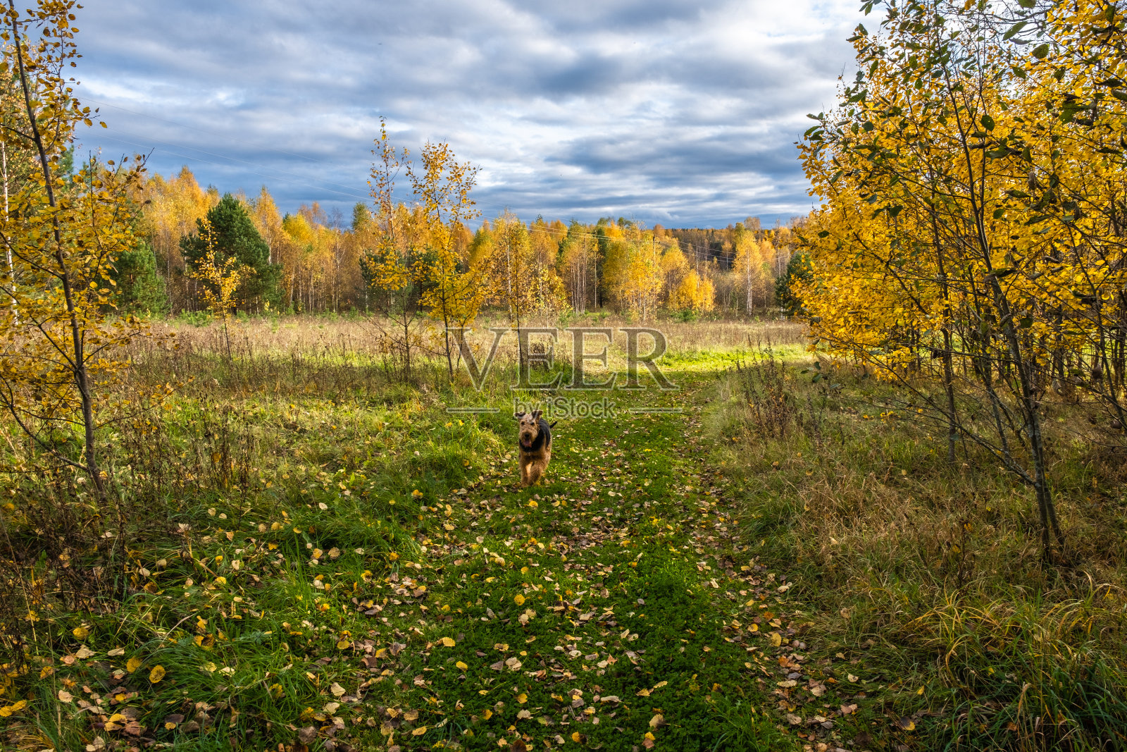 一条狗在铺满黄叶的草路上奔跑。照片摄影图片