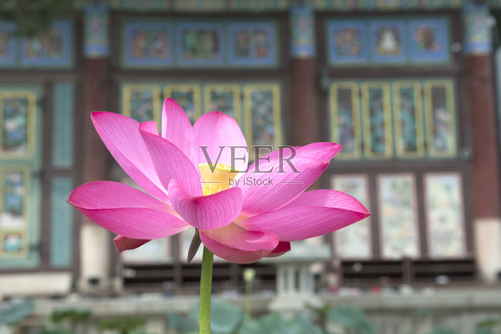 池塘中美丽的粉红色荷花或荷花,花粉为黄色照片摄影图片