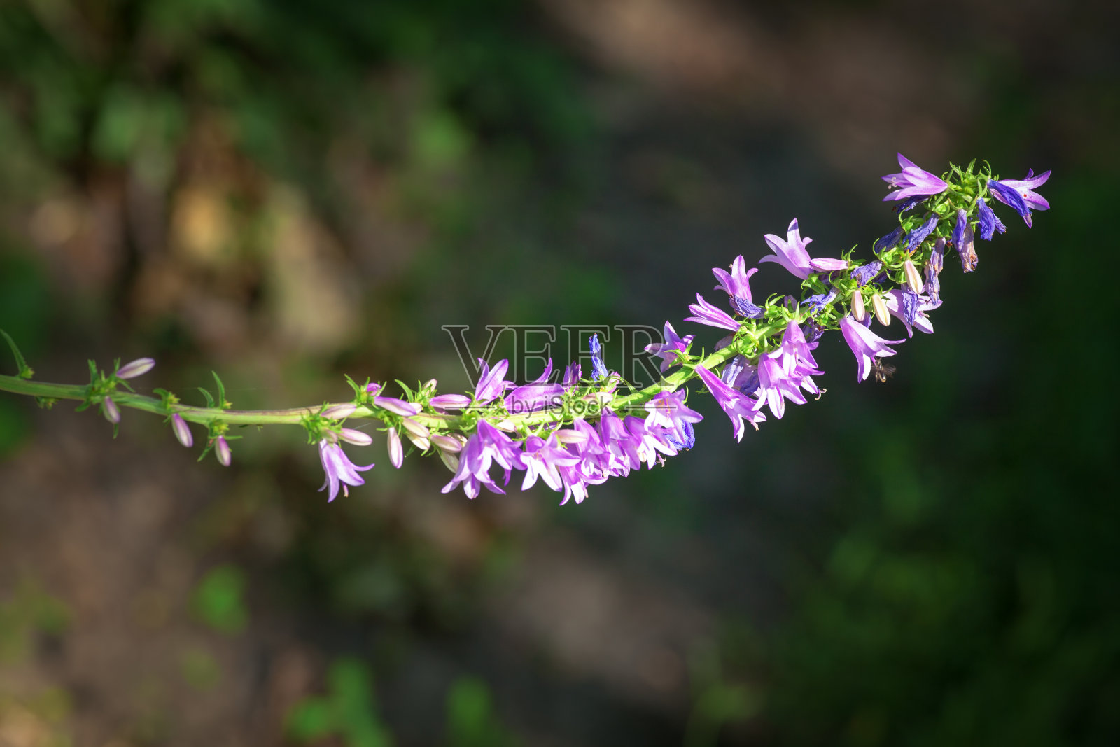粉红色的花照片摄影图片