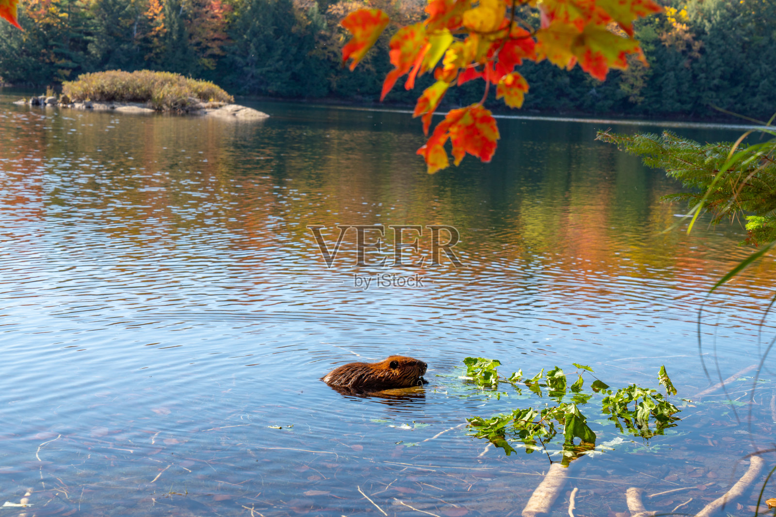 加拿大安大略省亨茨维尔市箭头省公园五月花湖上的秋色。照片摄影图片