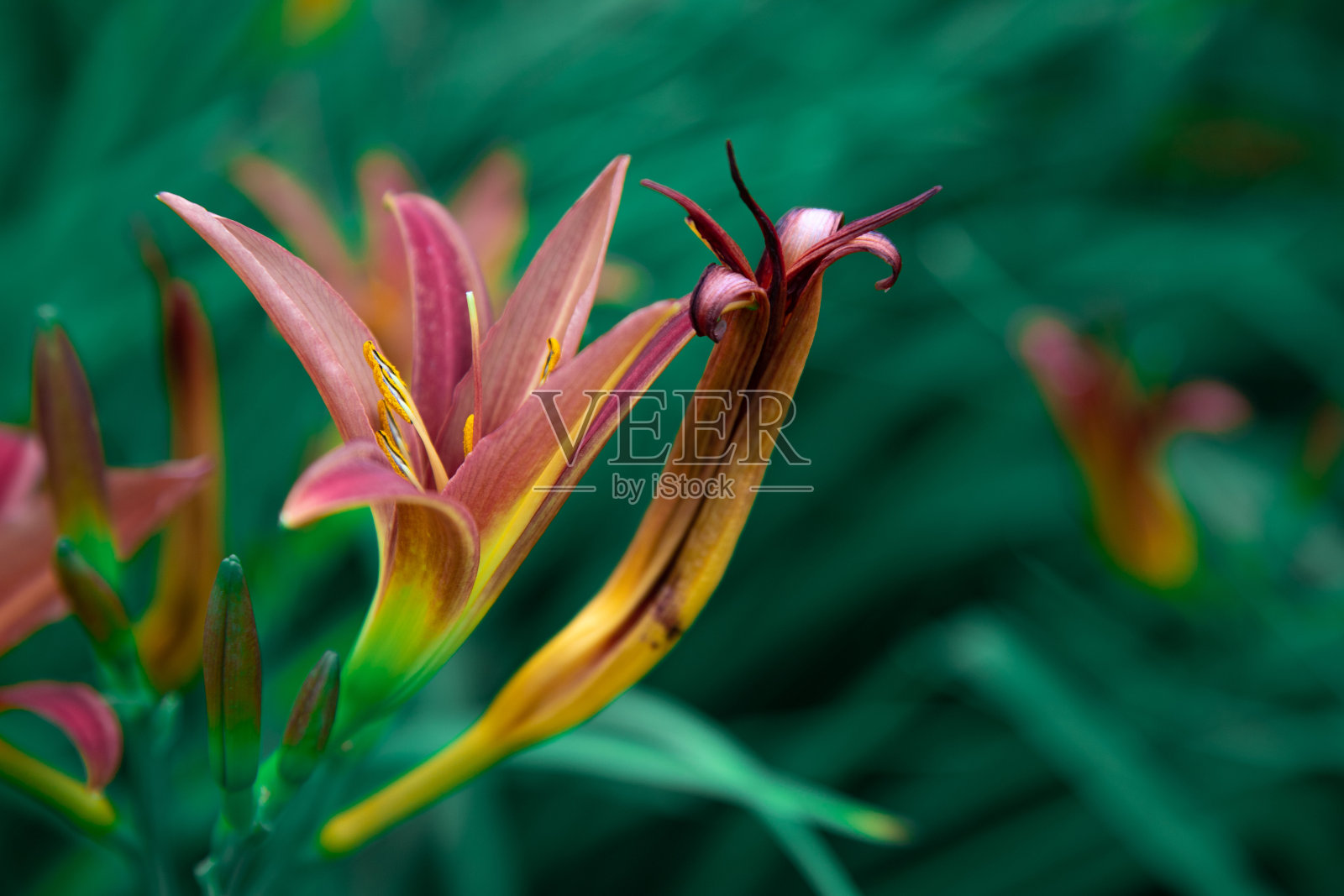 黄花菜,萱草在绿色模糊的草背景上的特写。覆盆子盛开的花。照片摄影图片