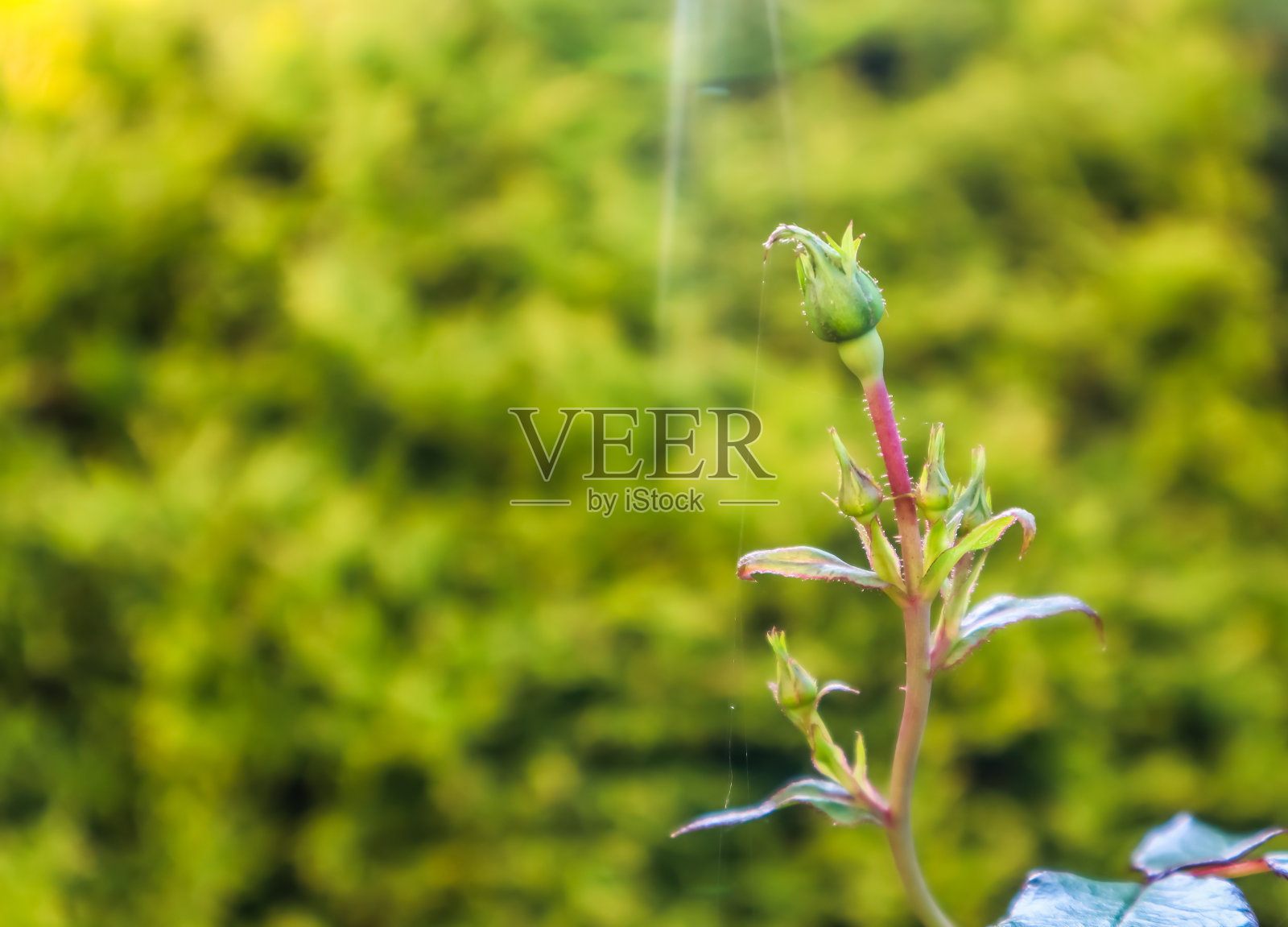 在秋日的花园里,玫瑰花蕾挂着蜘蛛网,在阳光的照耀下绽放照片摄影图片