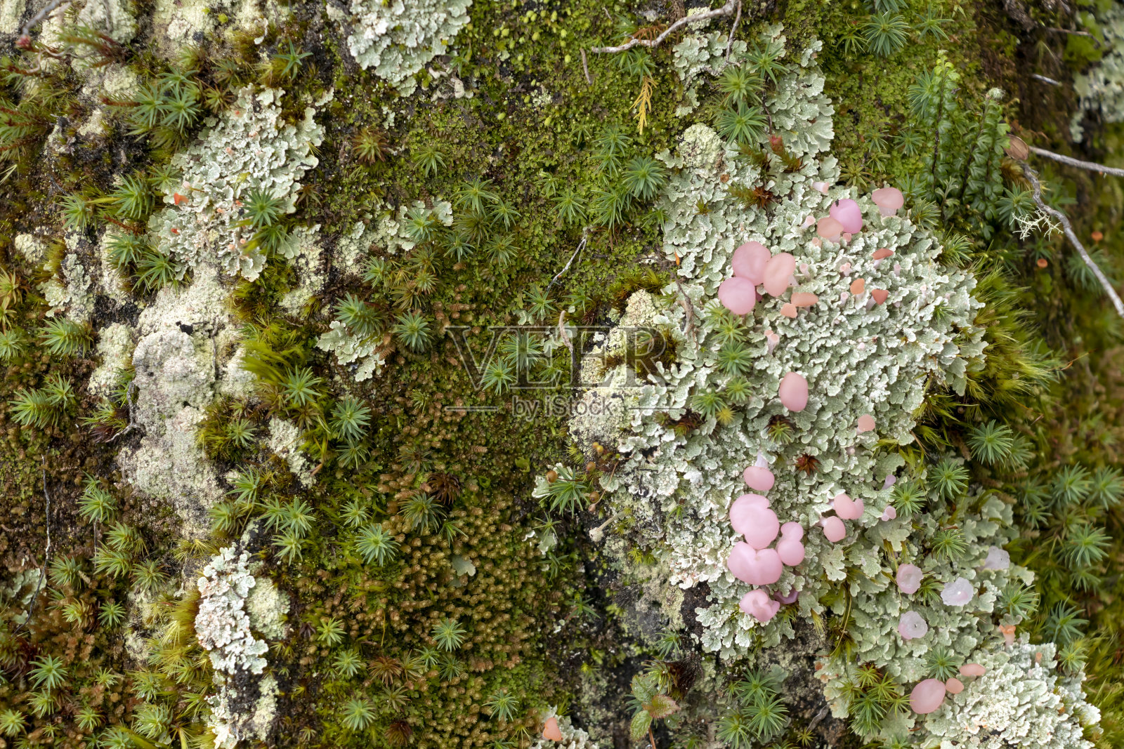 苔藓雨林地面细节与粉红色真菌。自然森林背景的丛林fen与复制空间照片摄影图片