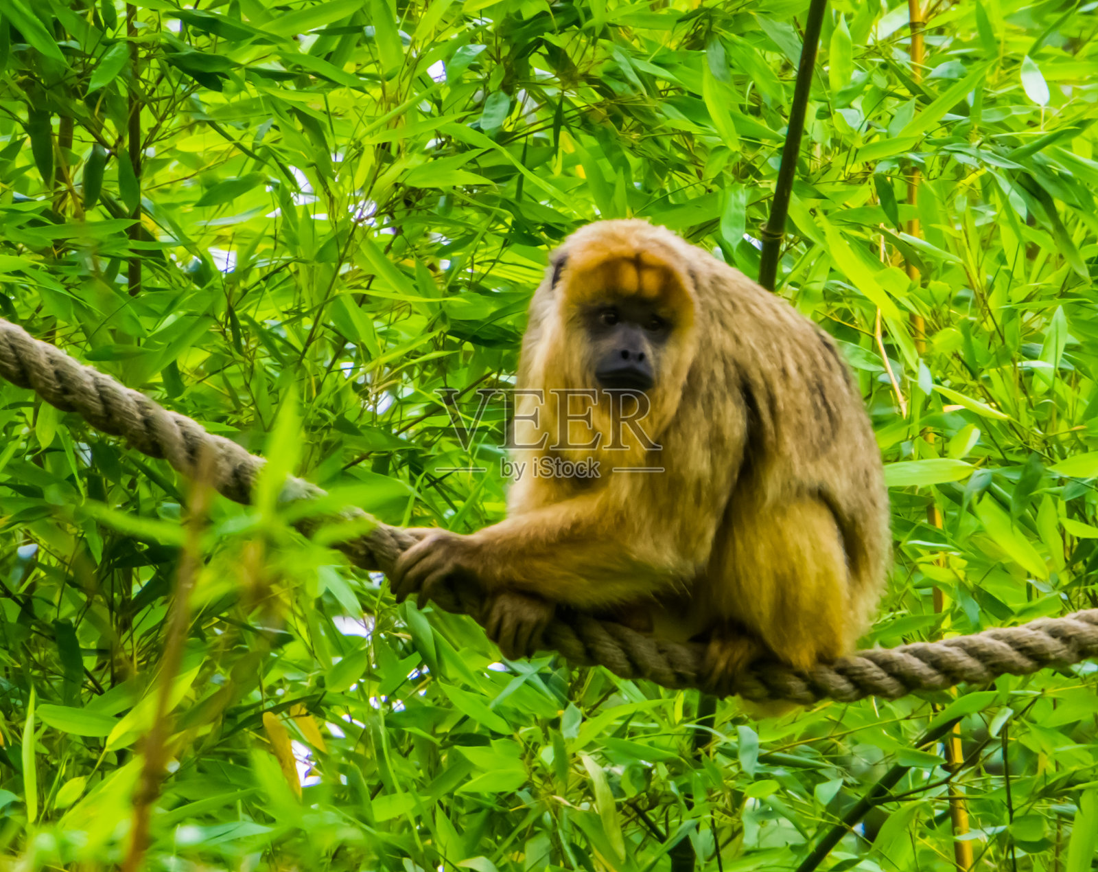 雌性吼猴坐在绳子上的特写镜头,来自美国的热带灵长类物种照片摄影图片
