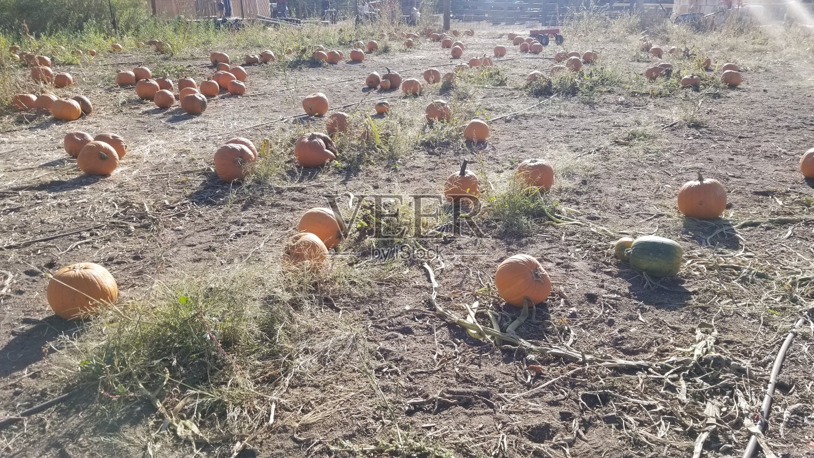 万圣节的时间照片摄影图片