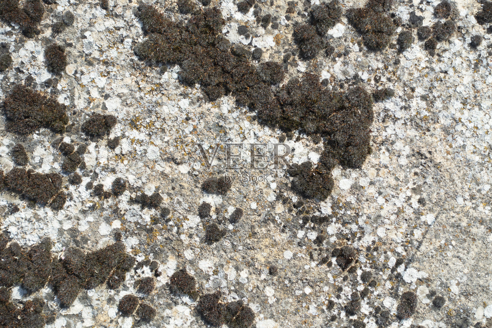 苔藓纹理照片摄影图片