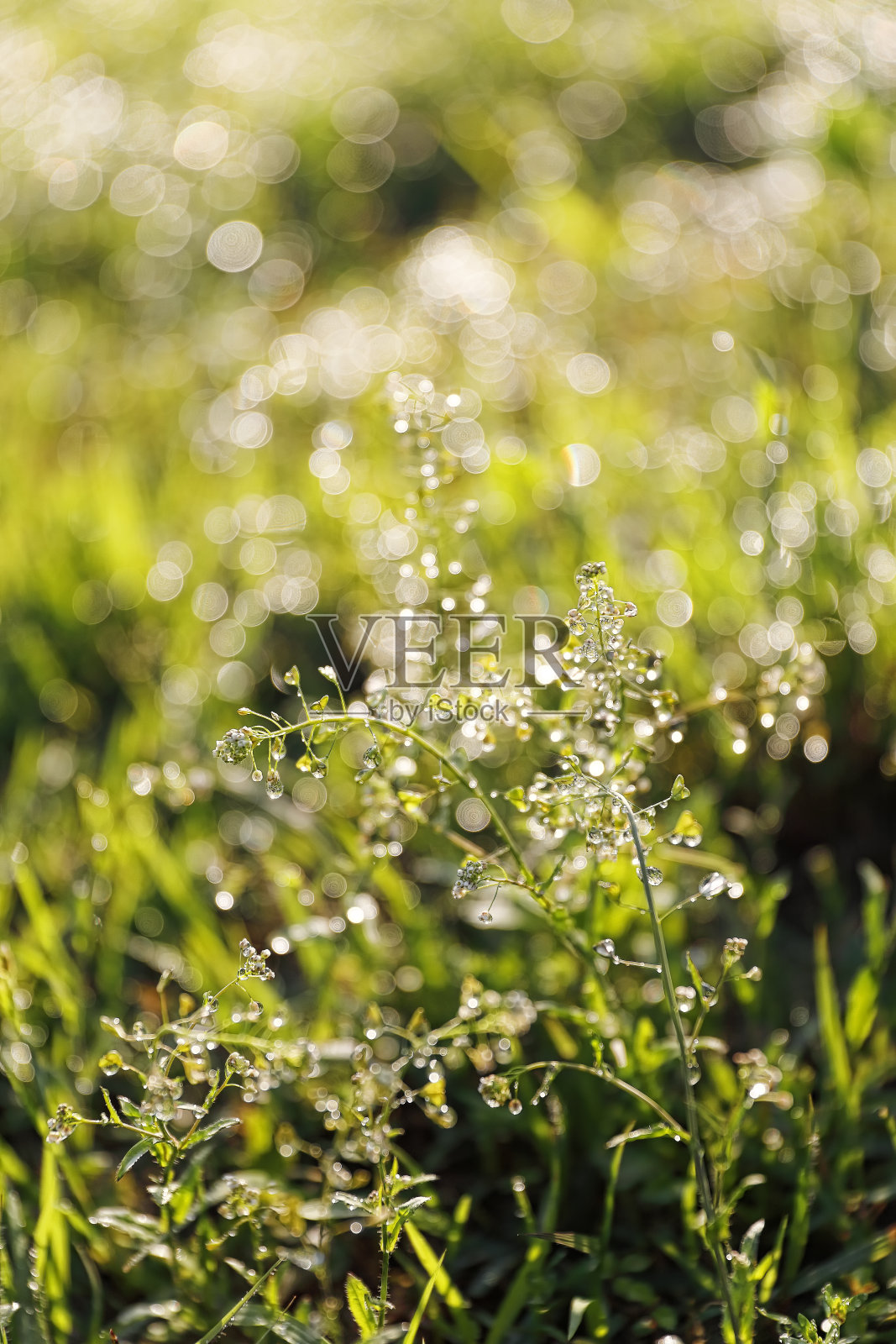 晨露照片摄影图片